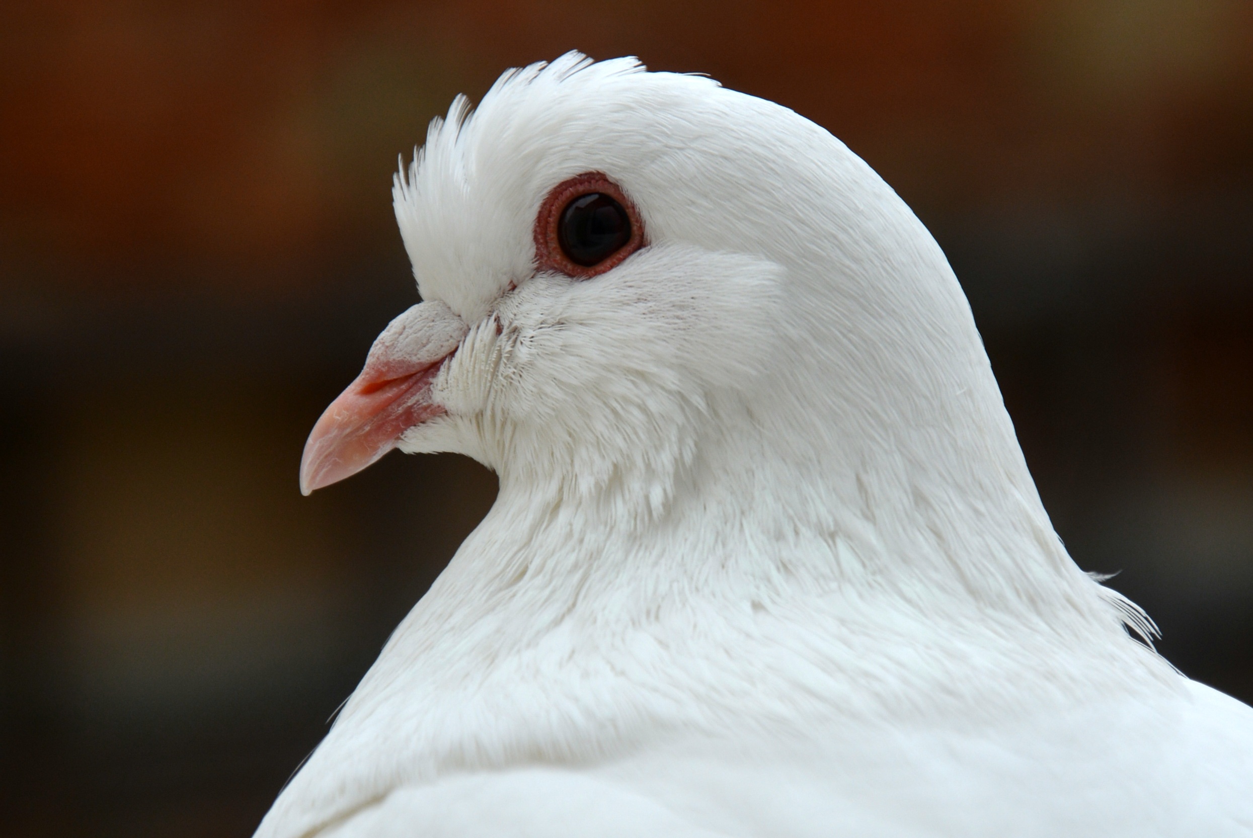 close-up, nature, animal themes, one animal, animals in the wild, no people, dove - bird, birds, animal, day, animal body part, white, dove, beak, plumage, HD Wallpaper