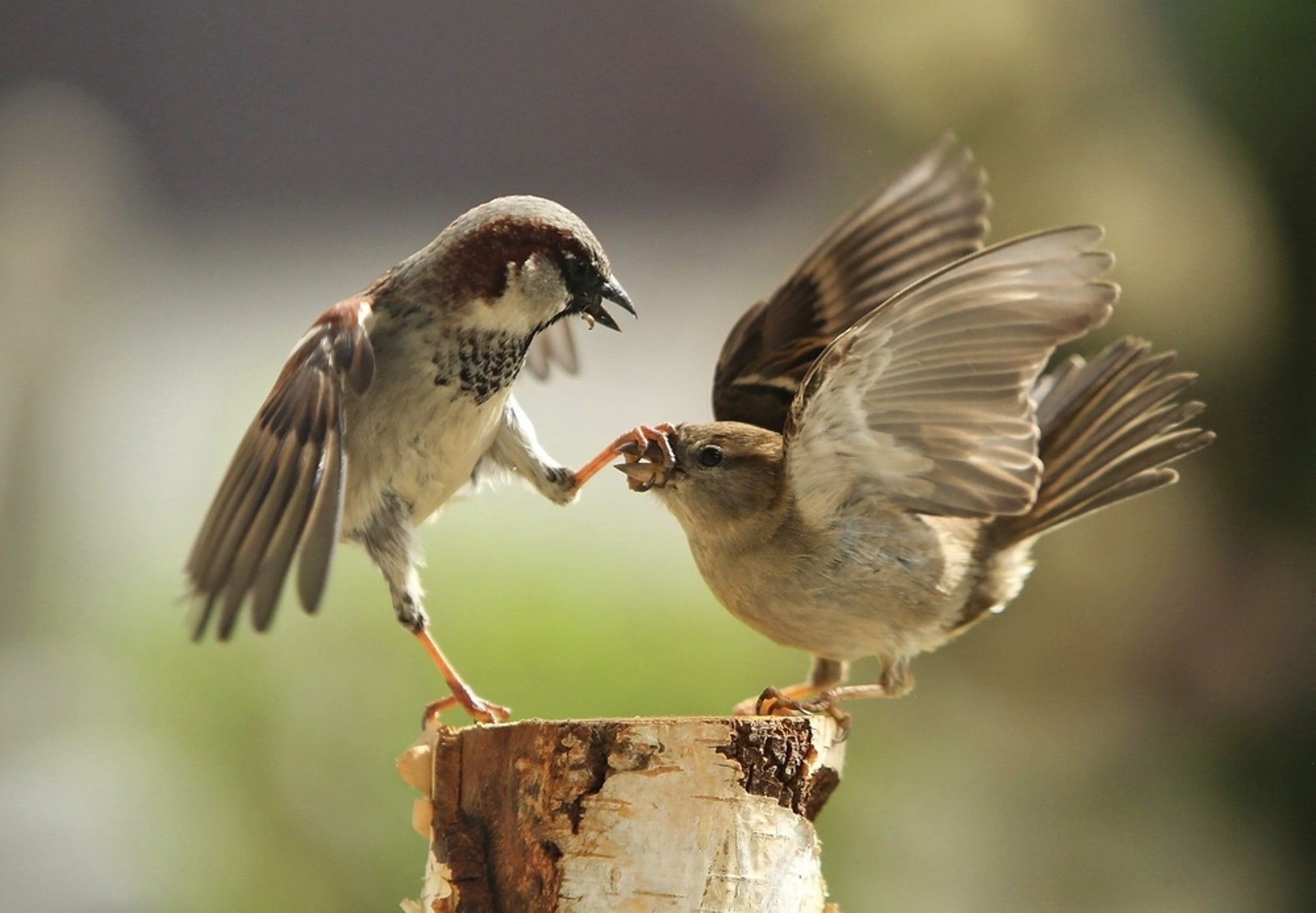 animal wildlife, animals in the wild, focus on foreground, fighting, animal, flapping, group of animals, flying, wooden post, two animals, day, sparrow, HD Wallpaper