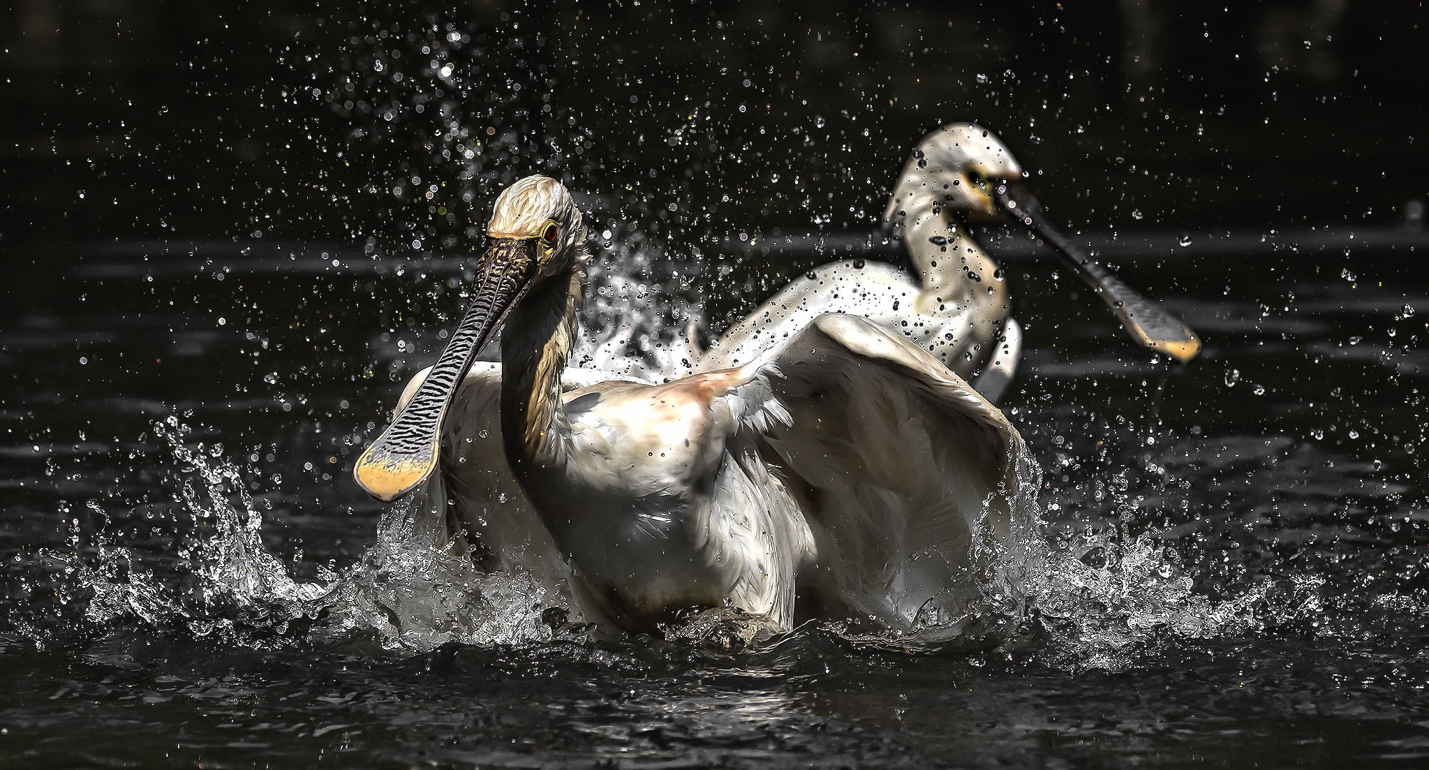flapping, animal wildlife, one animal, animal, splashing, nature, flying, no people, animals in the wild, bird, day, vertebrate, animal themes, mammal, HD Wallpaper