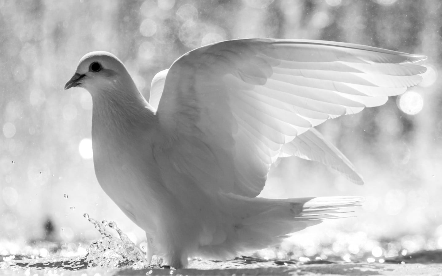 day, no people, nature, animals in the wild, focus on foreground, feather, flapping, water, flying, 720P, animal, outdoors, close-up, animal themes, white color, HD Wallpaper
