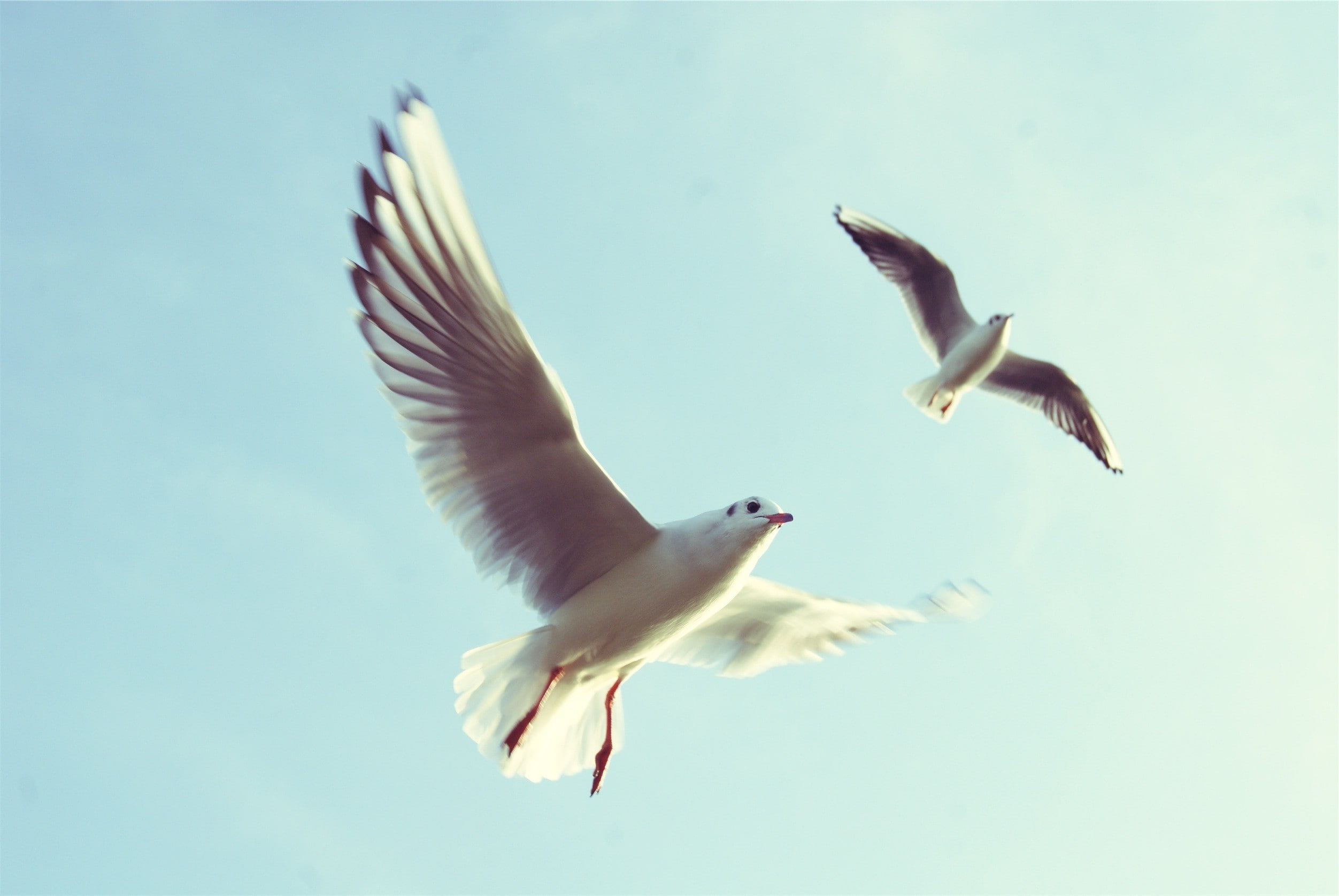 vertebrate, beauty in nature, birds, two animals, flapping, outdoors, 1080P, motion, animals in the wild, low angle view, flying, animals, animal, spread wings, HD Wallpaper