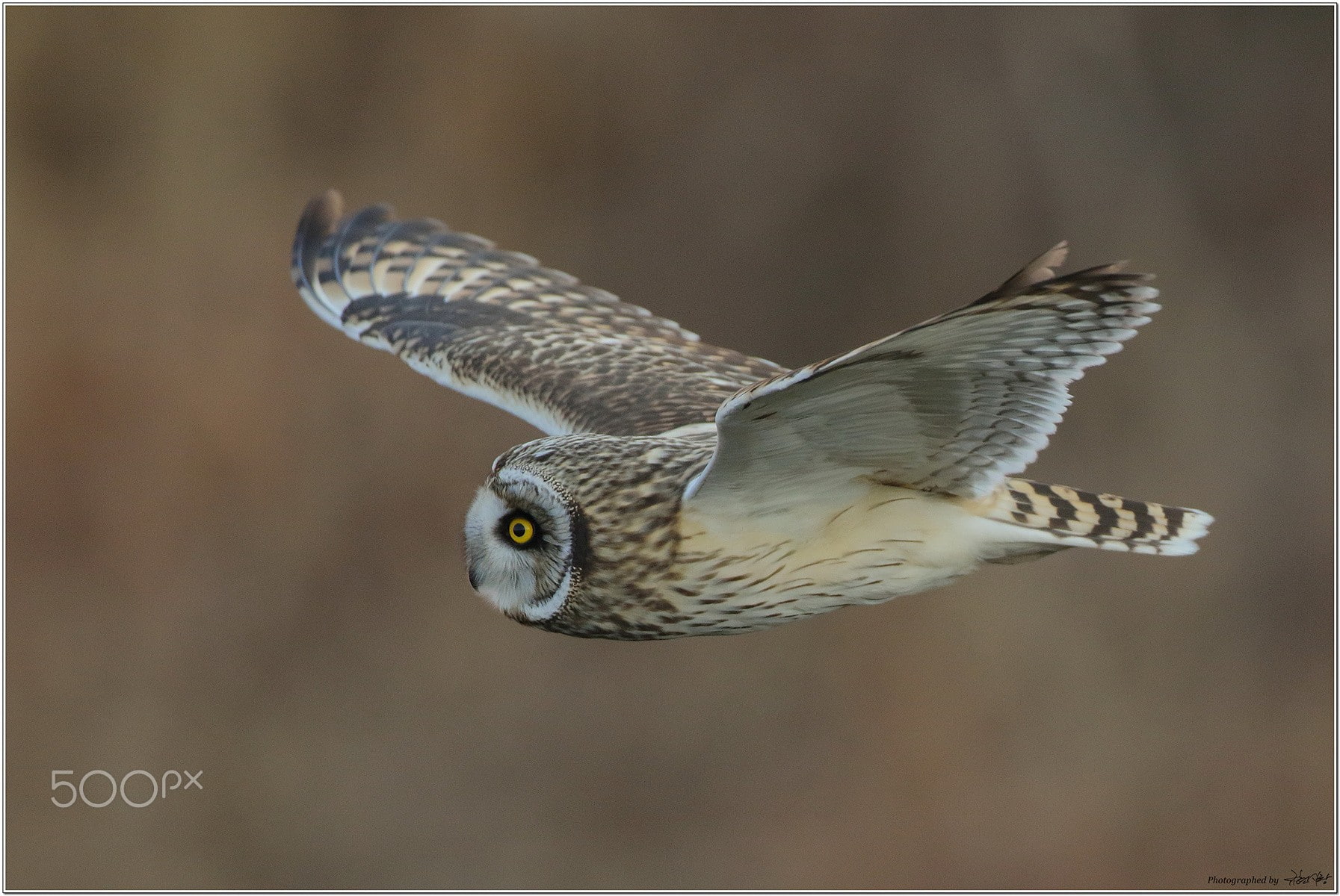 spread wings, falcon - bird, birds, bird, auto post production filter, vertebrate, one animal, flying, bird of prey, animal themes, animal body part, transfer print, HD Wallpaper