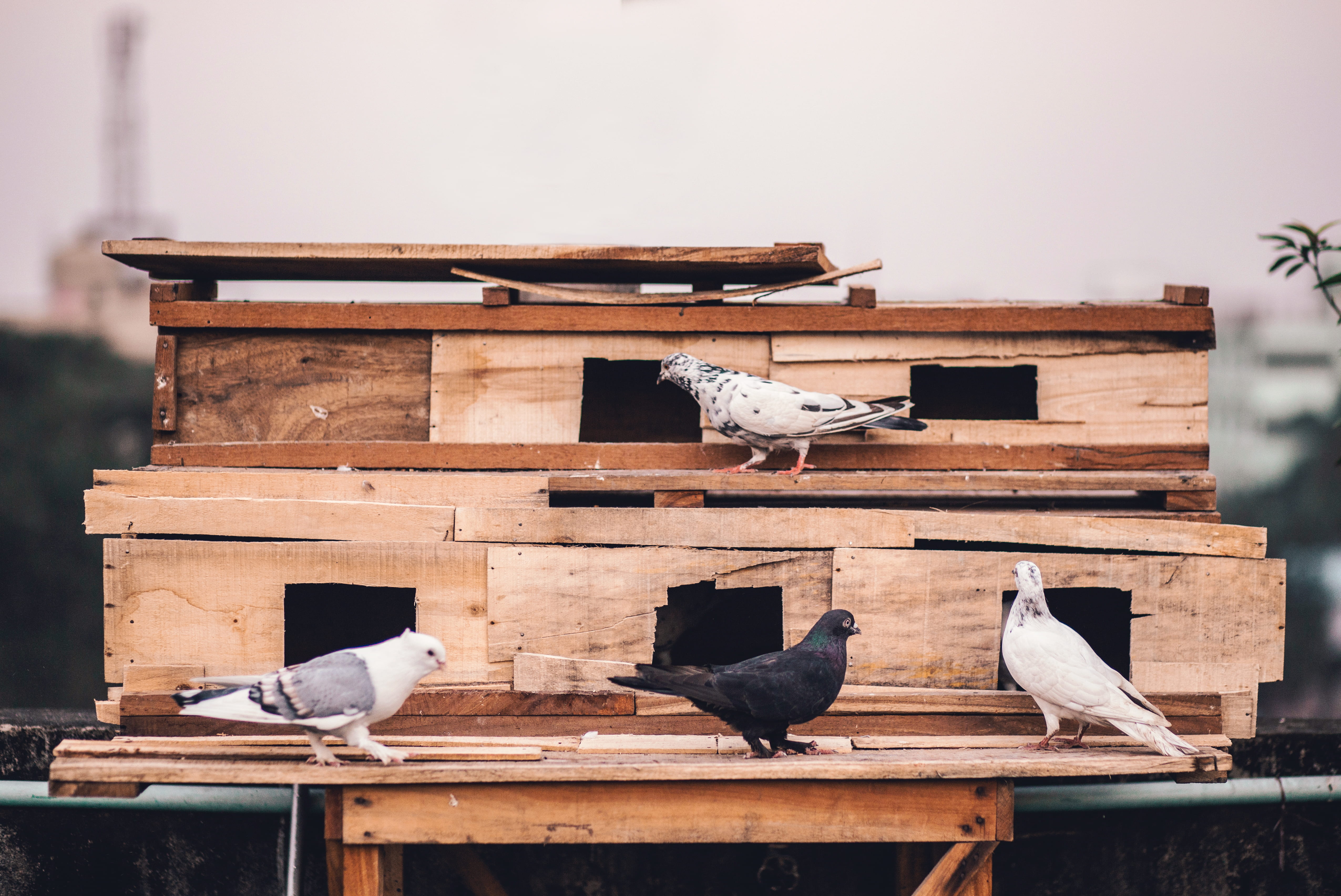 nature, outdoors, medium group of animals, coop, white, architecture, perching, five, no people, animals in the wild, group of animals, vertebrate, built structure, HD Wallpaper