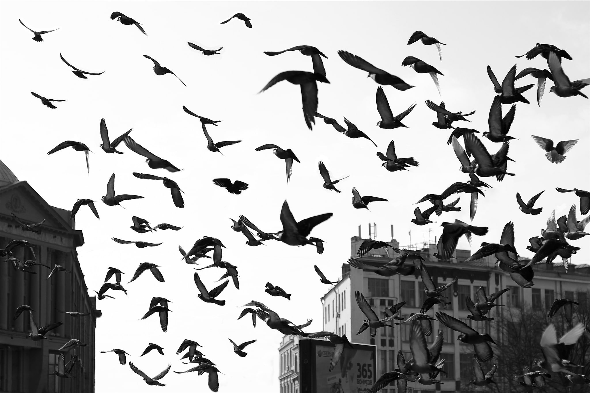 vertebrate, no people, PACK, animal, animal wildlife, WINGS, seagull, sky, large group of animals, BIRDS, nature, mid-air, animal themes, architecture, HD Wallpaper