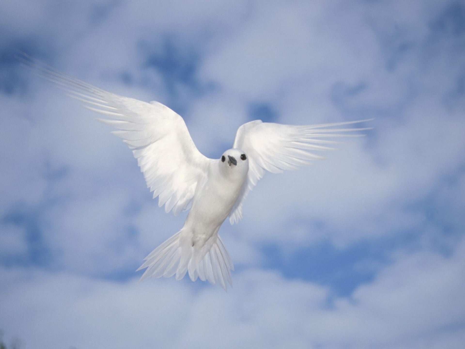 nature, animal body part, motion, bird, air, pigeon, white, white color, backgrounds, blue, wildlife, animals And Pets, freedom, animal Wing, dove - Bird, HD Wallpaper