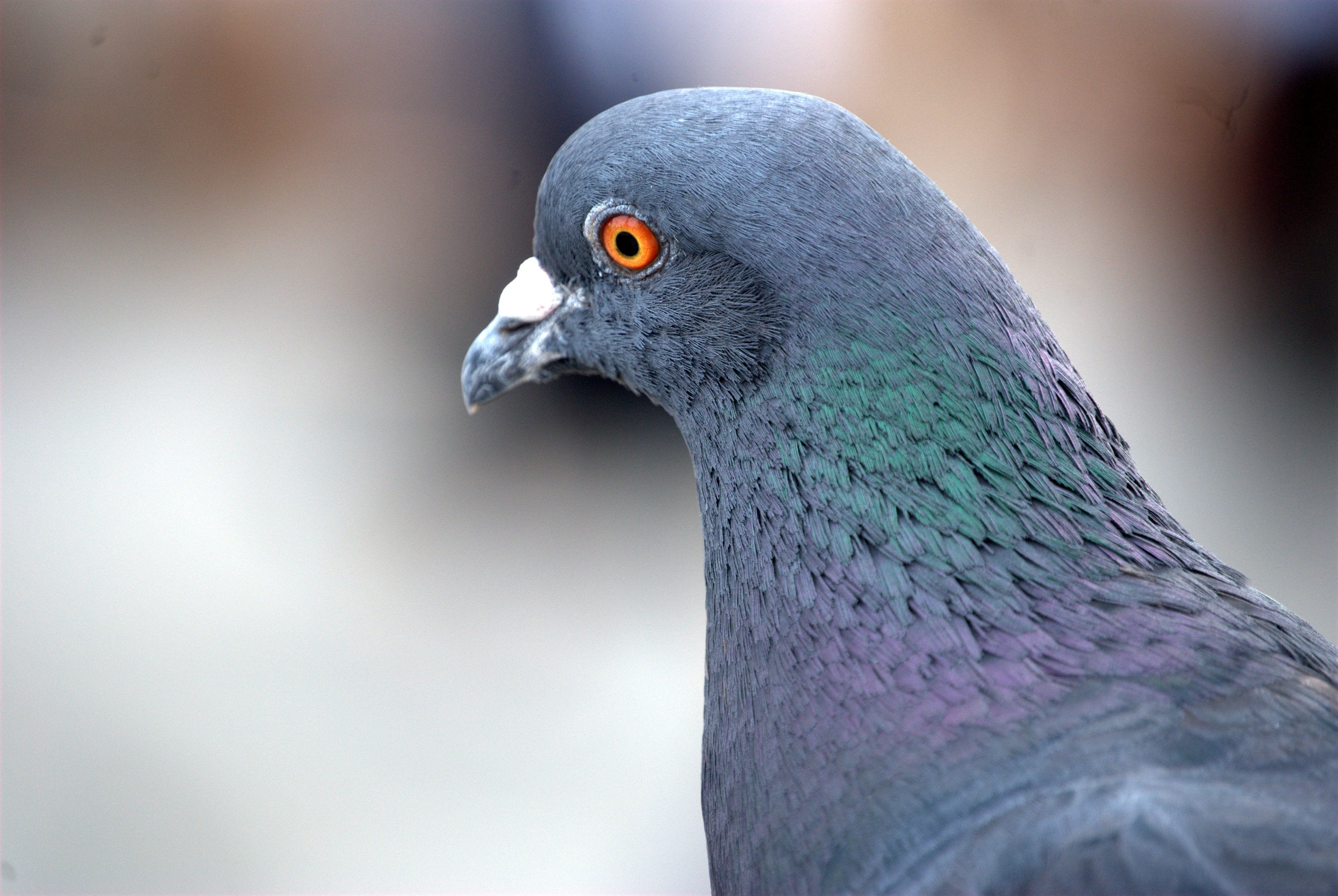 peacock, Feather, 4K, vertebrate, Homing, wild, nature, dove - Bird, beauty in nature, animal head, outdoors, animal eye, beak, side view, Bird, profile view, HD Wallpaper