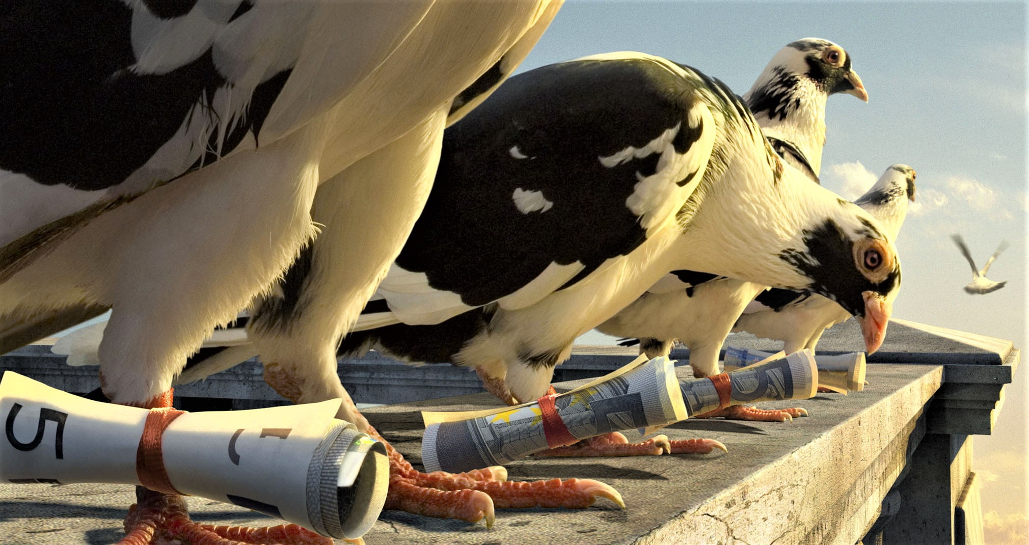 Pigeon, Photography, Artistic, Bird, 1080P, Manipulation, Homing Pigeon, HD Wallpaper