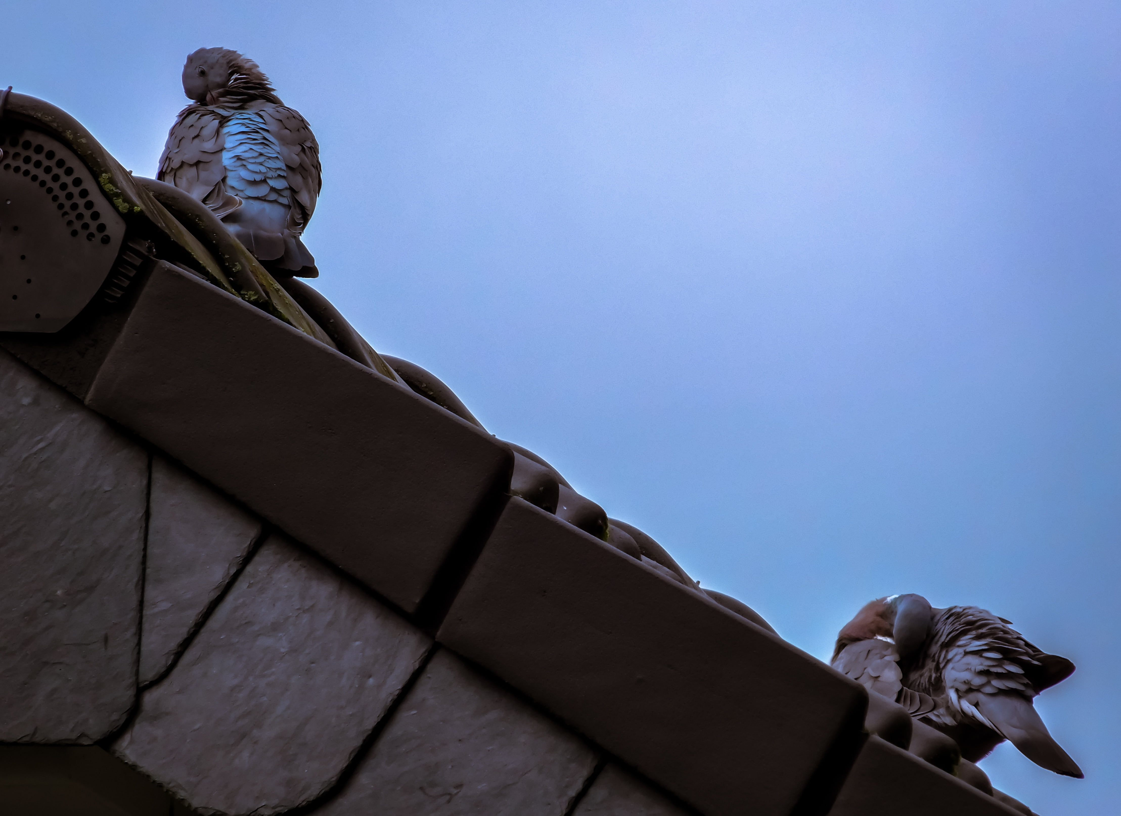 roof shingles, representation, plumage, blue, male likeness, day, clean, roof, 4K, art and craft, home, architecture, gable, human representation, nature, HD Wallpaper