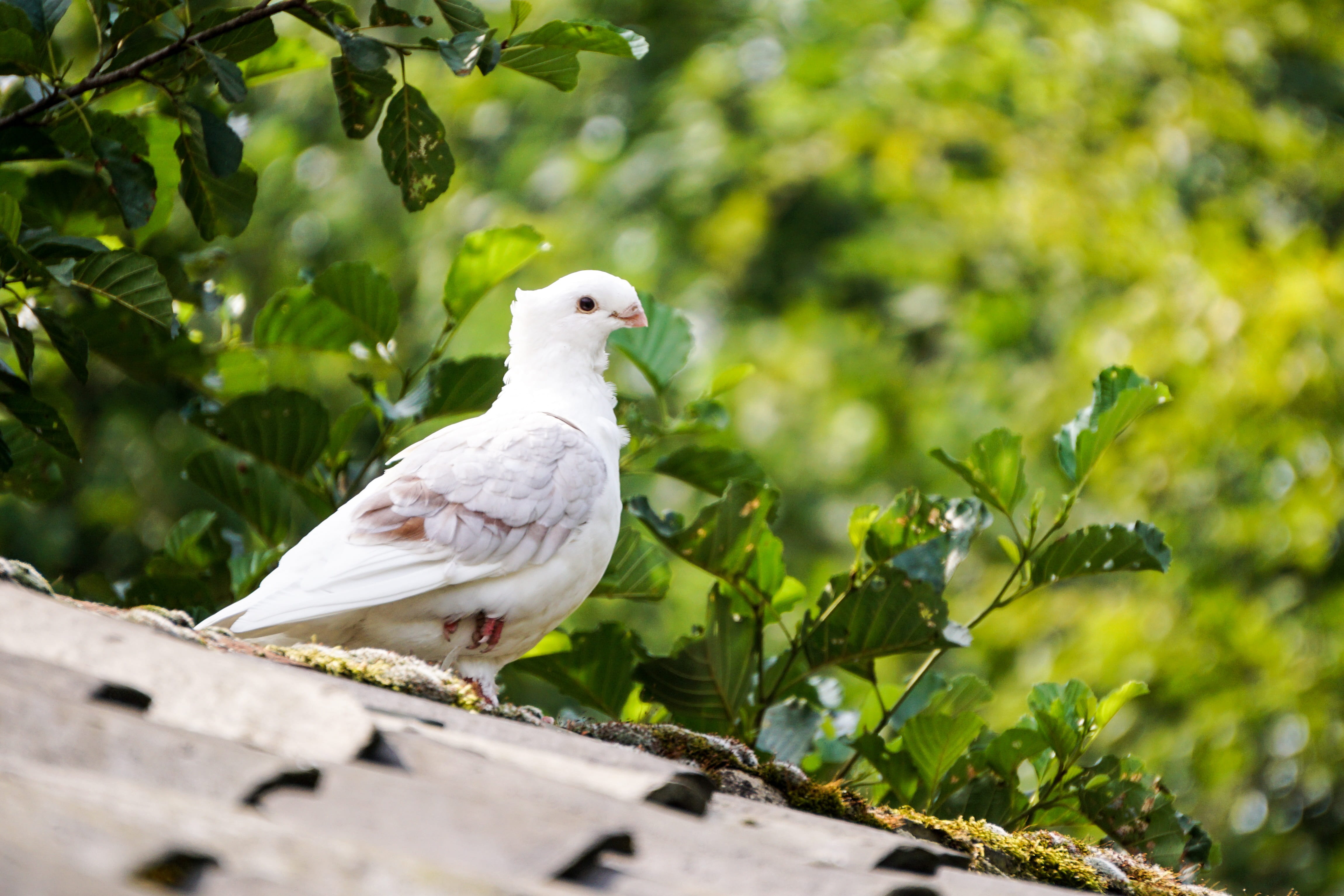 green color, perching, branch, poultry, beautiful, animal, 4K, roof, gable, tree, feather, dove, bird, tile, bill, plant part, leaves, animal wildlife, HD Wallpaper