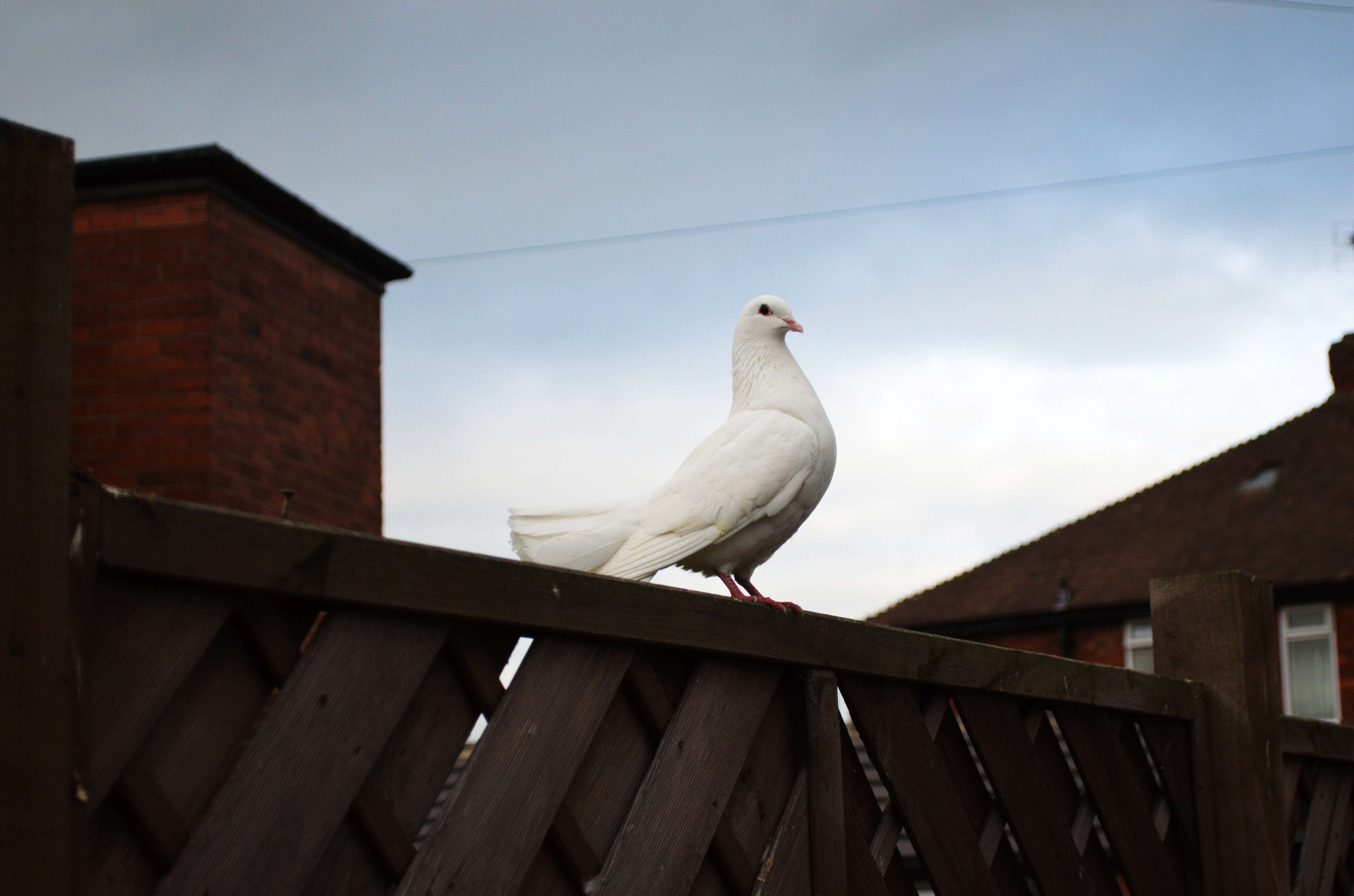 flight, wall, dom, wing, pigeon, bird, one animal, avian, sky, animal, love, grace, built structure, homing, 4K, elegance, perching, animal themes, nature, HD Wallpaper