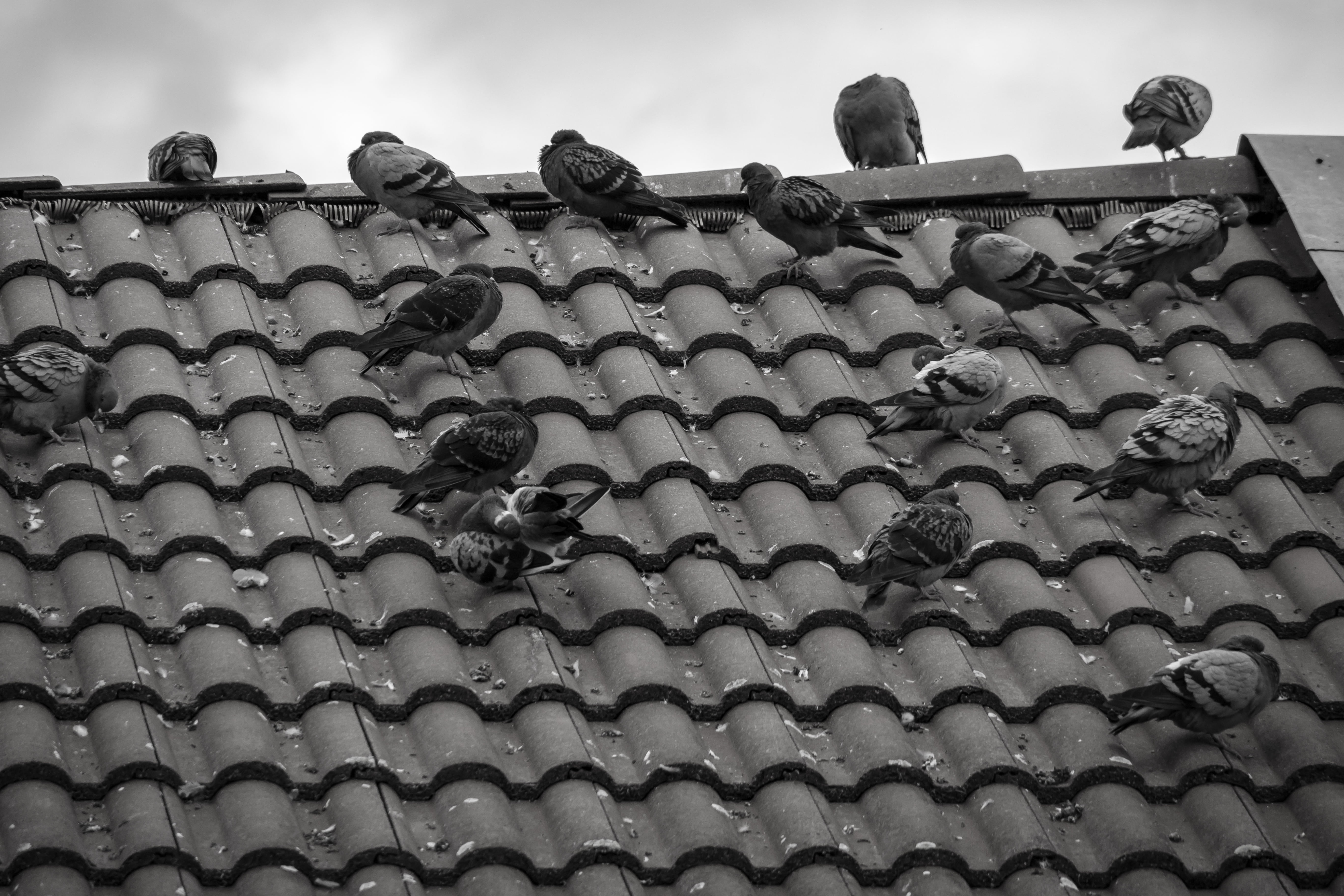 animals in the wild, building exterior, outdoors, architecture, nature, clouds, animal wildlife, tile, metal, building, 5K, gable, roof tile, roof shingles, HD Wallpaper