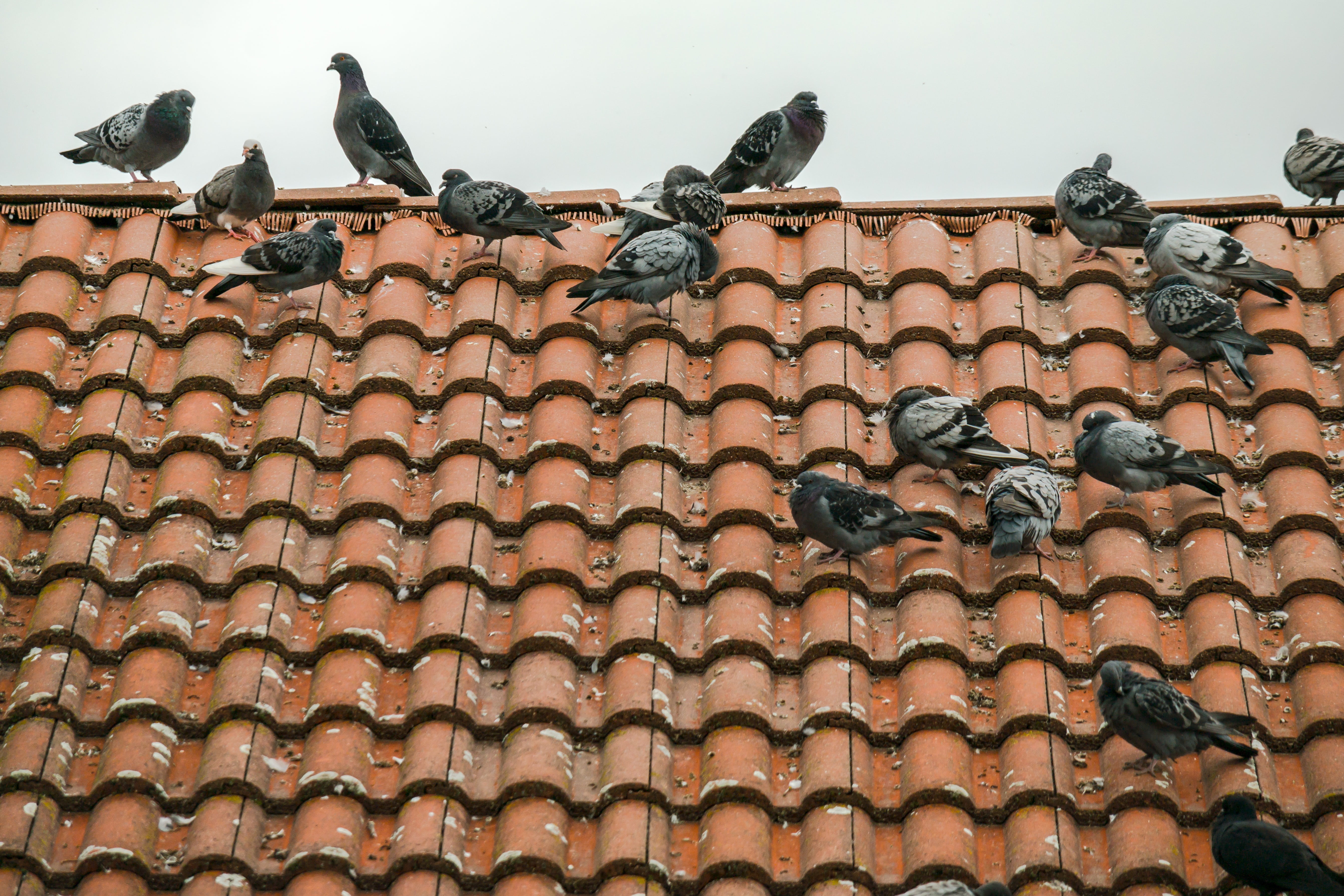 building exterior, building, residential district, animal themes, low angle view, house, architecture, outdoors, day, roof tile, history, gable, nature, HD Wallpaper