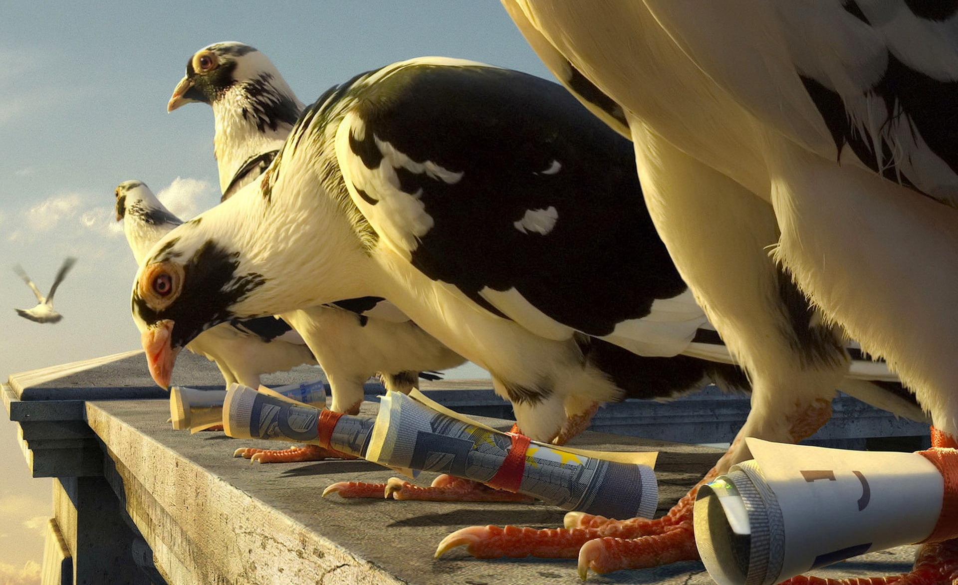 day, sunlight, Homing, close-up, outdoors, bird, 1080P, Funny, black, animals in the wild, animal family, flock, seagull, perching, vertebrate, two animals, HD Wallpaper