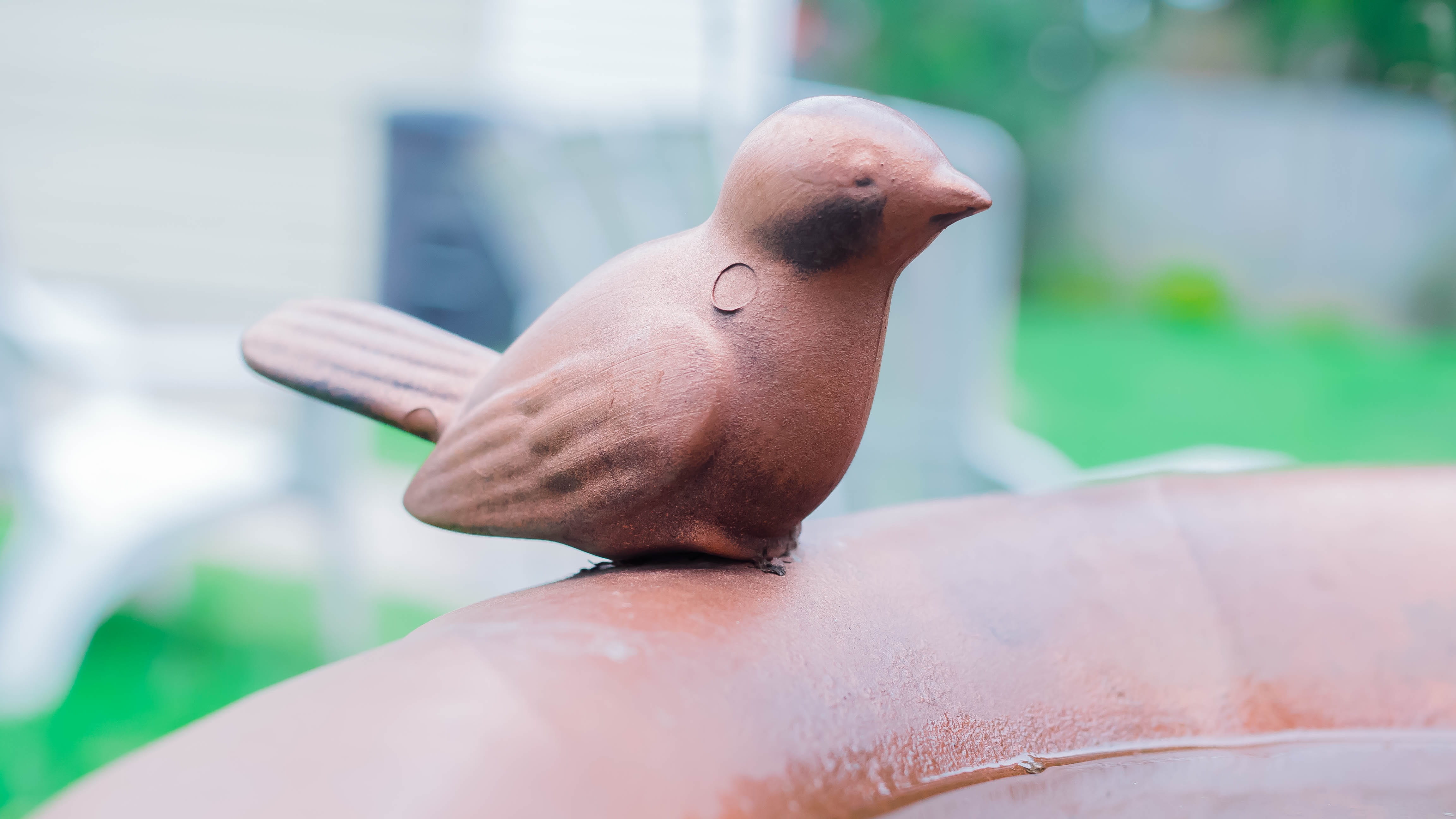 mammal, day, house, home, animal body part, finger, one animal, human hand, outdoors, garden, outdoor, human body part, side view, pigeon, 4K, close-up, HD Wallpaper