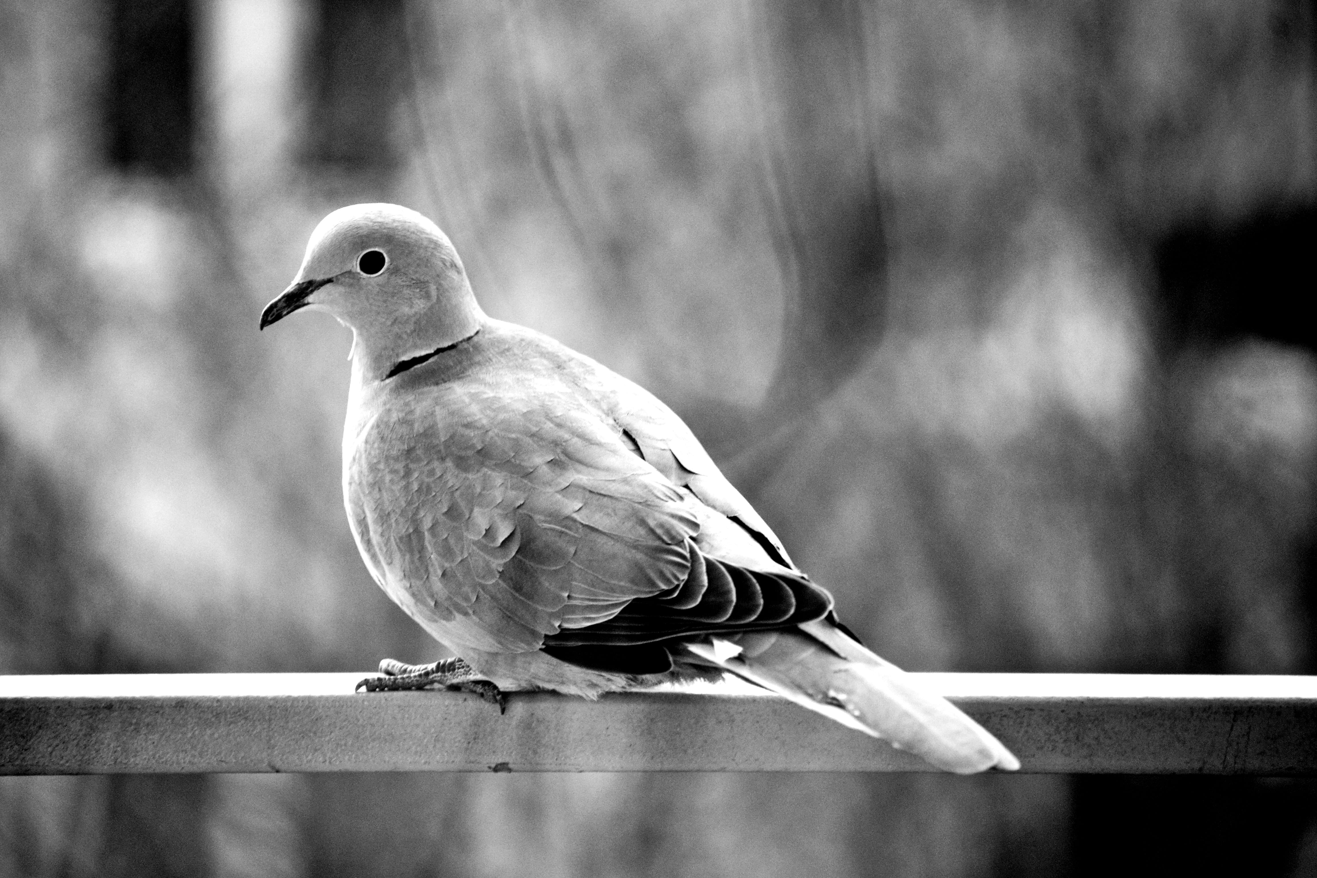day, no people, wildlife, 4K, railing, nature, dove - bird, animal wildlife, one animal, love, bird, dove, wood - material, animals in the wild, close-up, HD Wallpaper