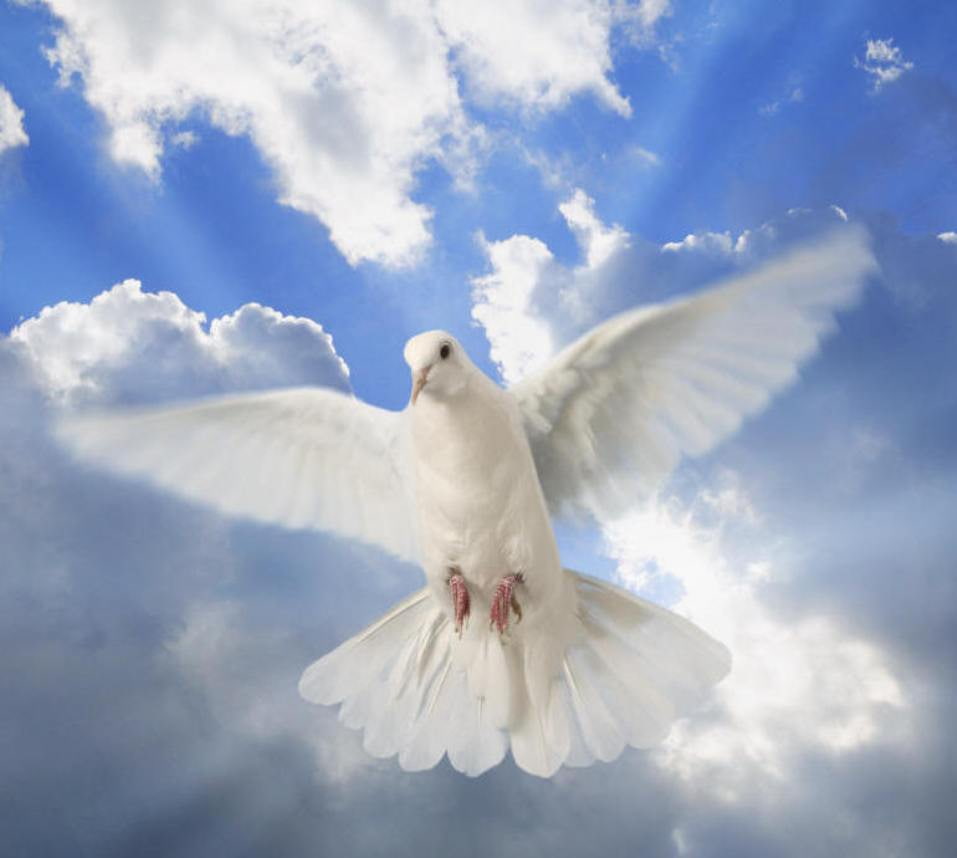 gift, dove, friend, sweet, Peace, art, ancasimona, birthday, anca, hd, 480P, animals, birds, HD Wallpaper