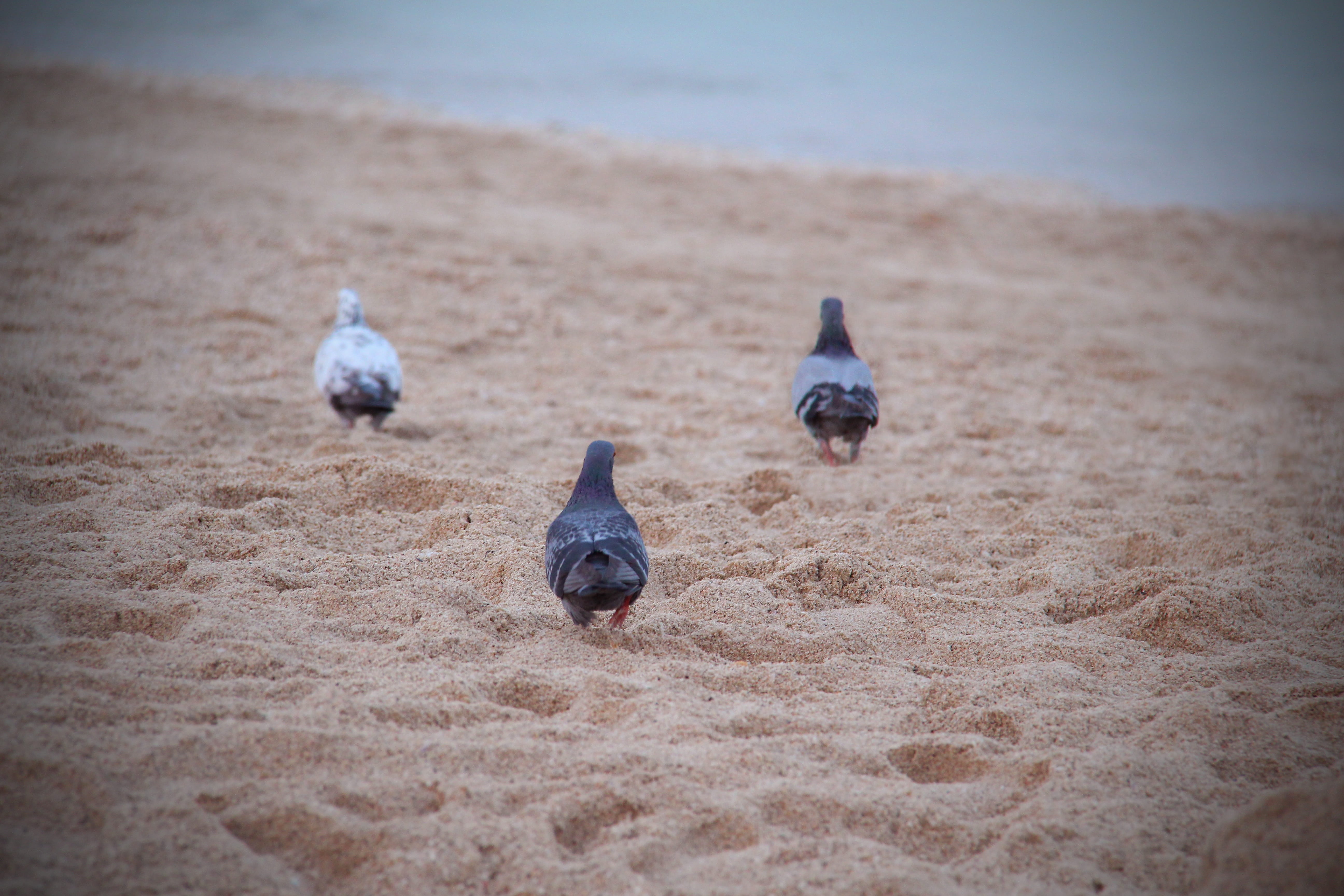 two animals, peace, pigeon, love, animals in the wild, water, day, focus on foreground, outdoors, sea, nature, beach, birds, bird, no people, vertebrate, HD Wallpaper