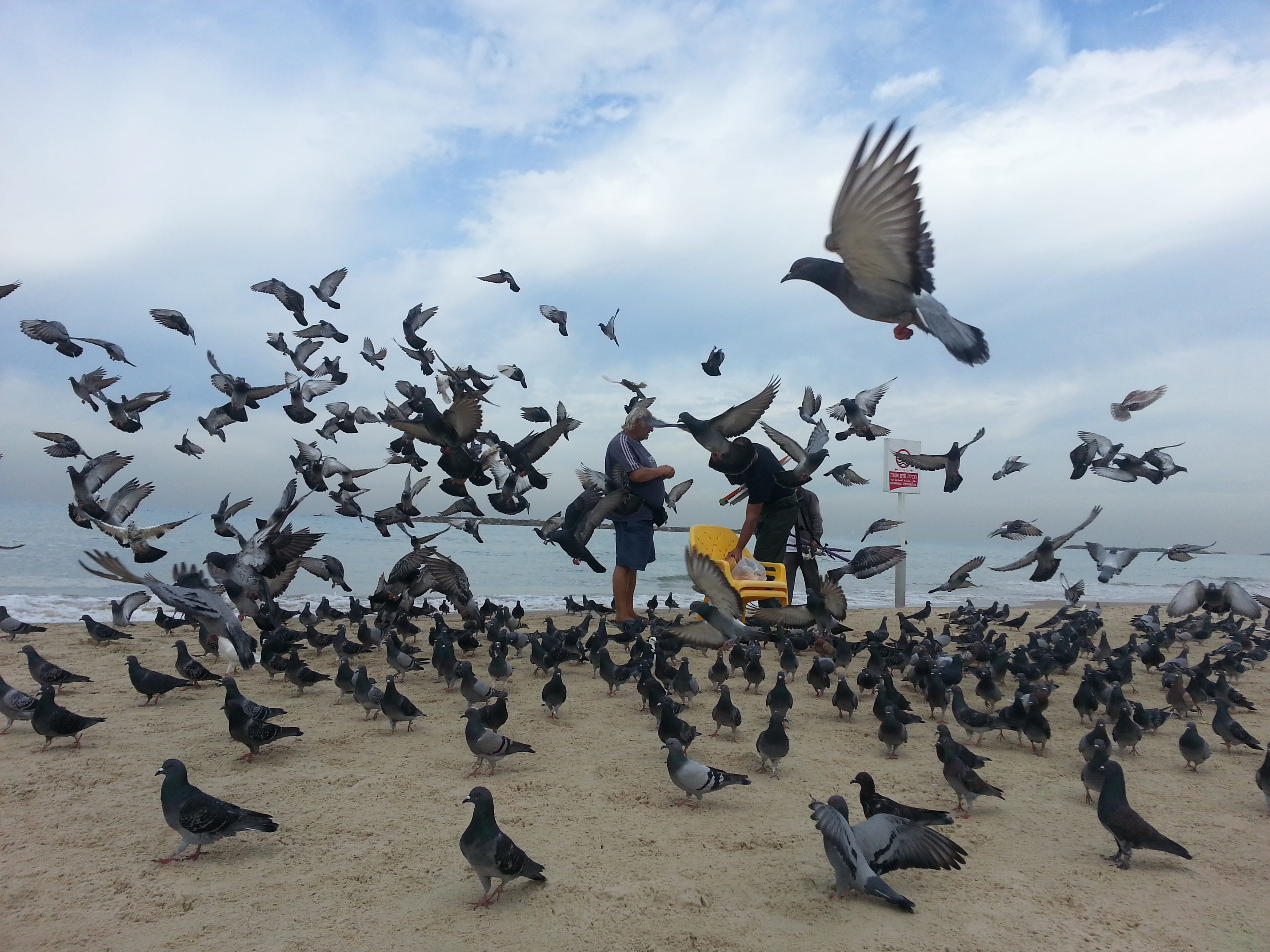 outdoors, animals in the wild, 2K, seagull, Beach, animal wildlife, Pigeon, motion, vertebrate, day, sky, large group of animals, beach, flying, military, HD Wallpaper
