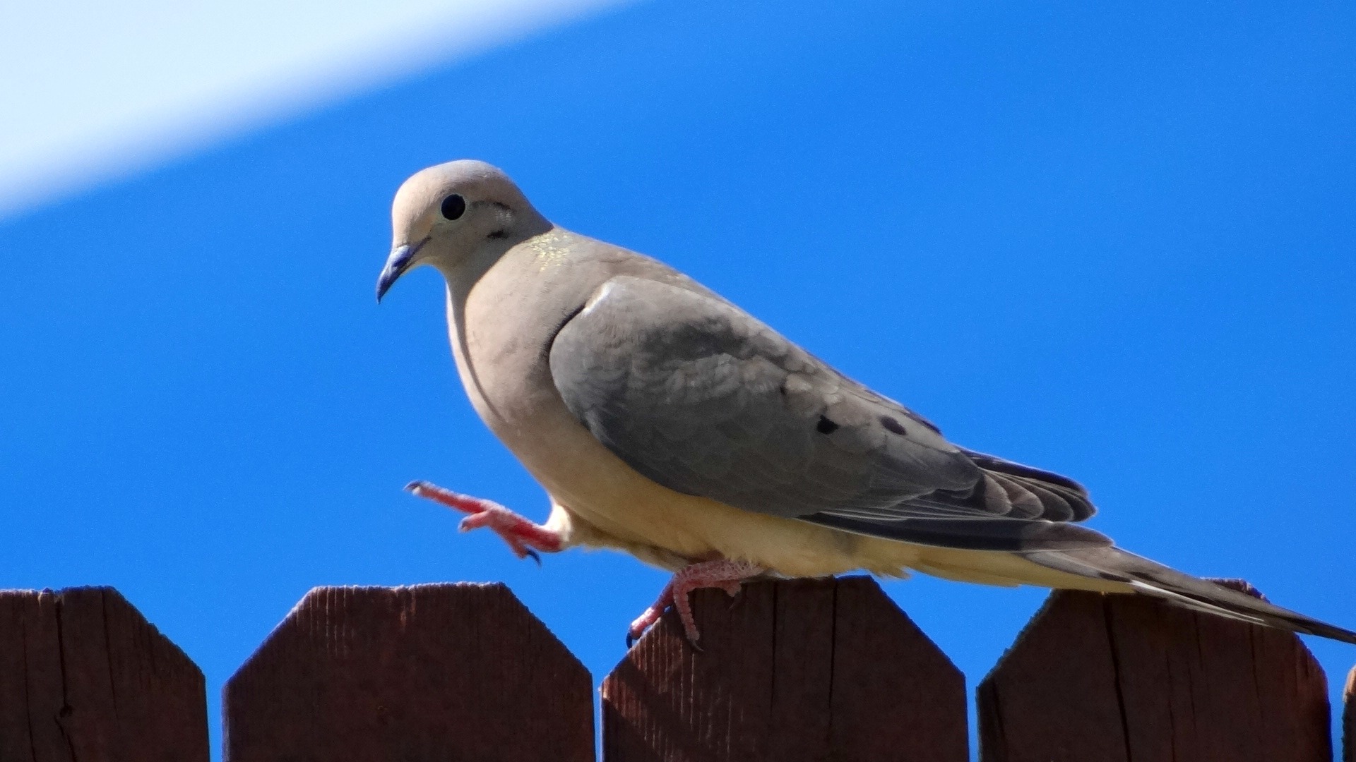 perching, sunny, dom, day, 1080P, beak, vertebrate, dove, fly, clear sky, blue, animal, low angle view, avian, animal wildlife, wild, one animal, sky, HD Wallpaper