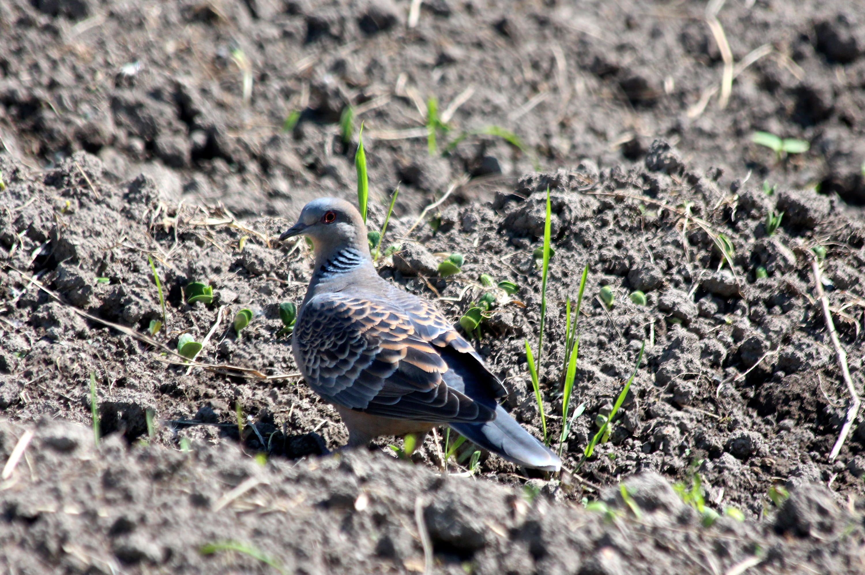 sunlight, turtle dove, nature, one, gray background, semi-arid, vertebrate, selective focus, animal wildlife, grey, animal themes, bird, full length, animals, HD Wallpaper