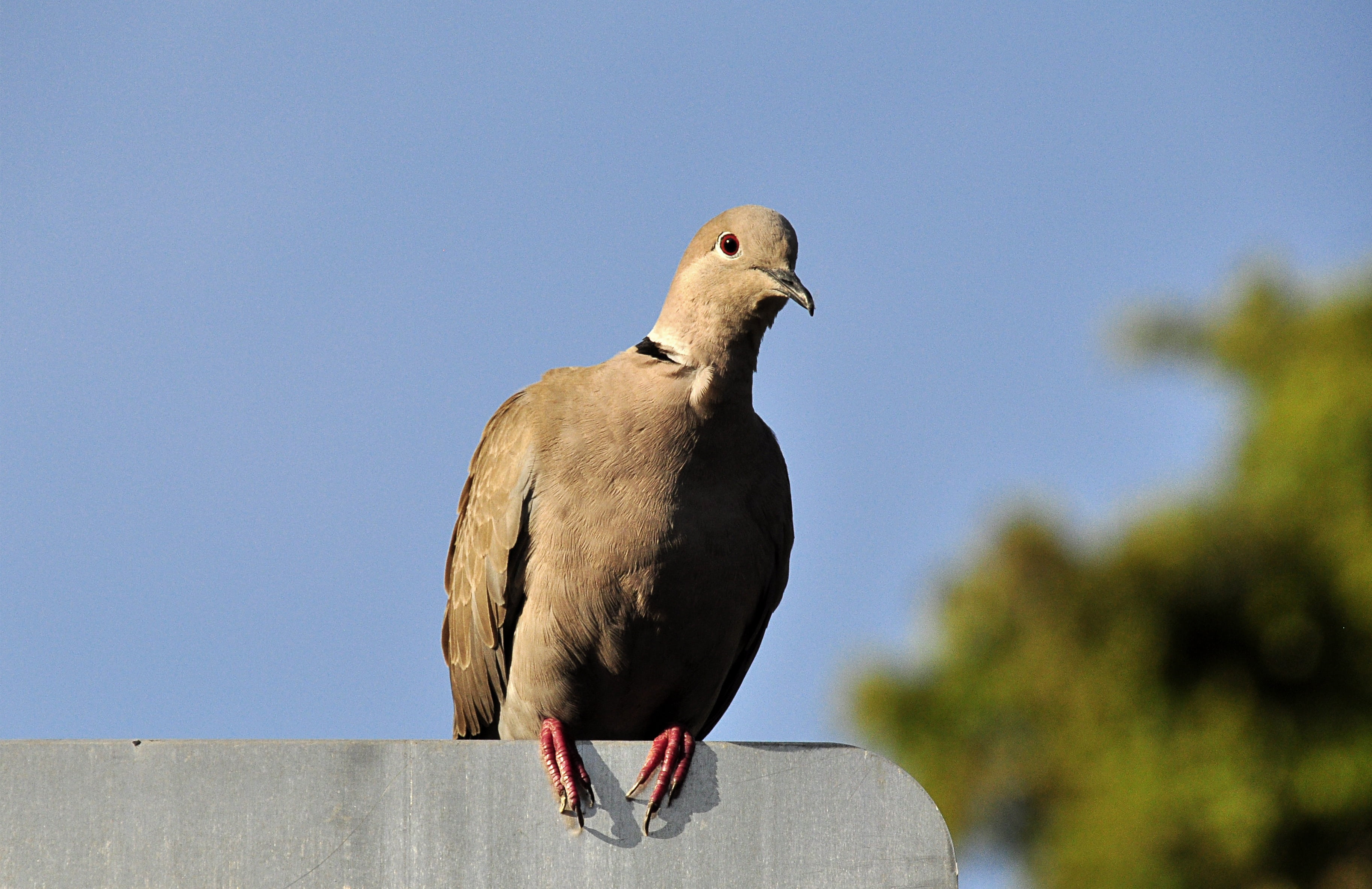 day, perching, clear sky, animal wildlife, feather, bird, plumage, dove, vertebrate, sunny, outdoors, birds, no people, animal themes, grey, florida, animal world, HD Wallpaper
