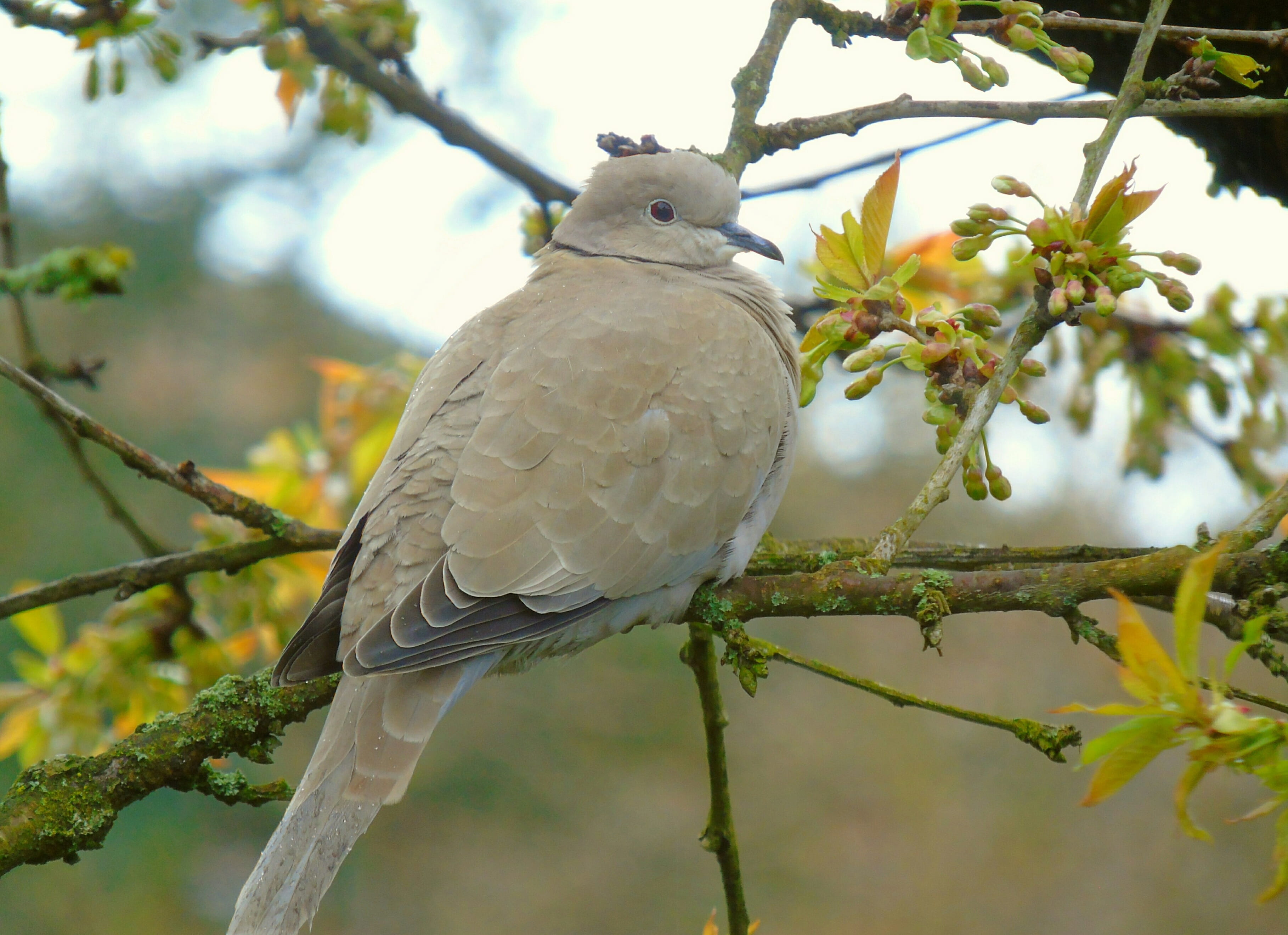 feather, outdoors, Collared, animals in the wild, animal, tree, perching, dove, one animal, no people, garden, close-up, pigeon bird, low angle view, branch, HD Wallpaper