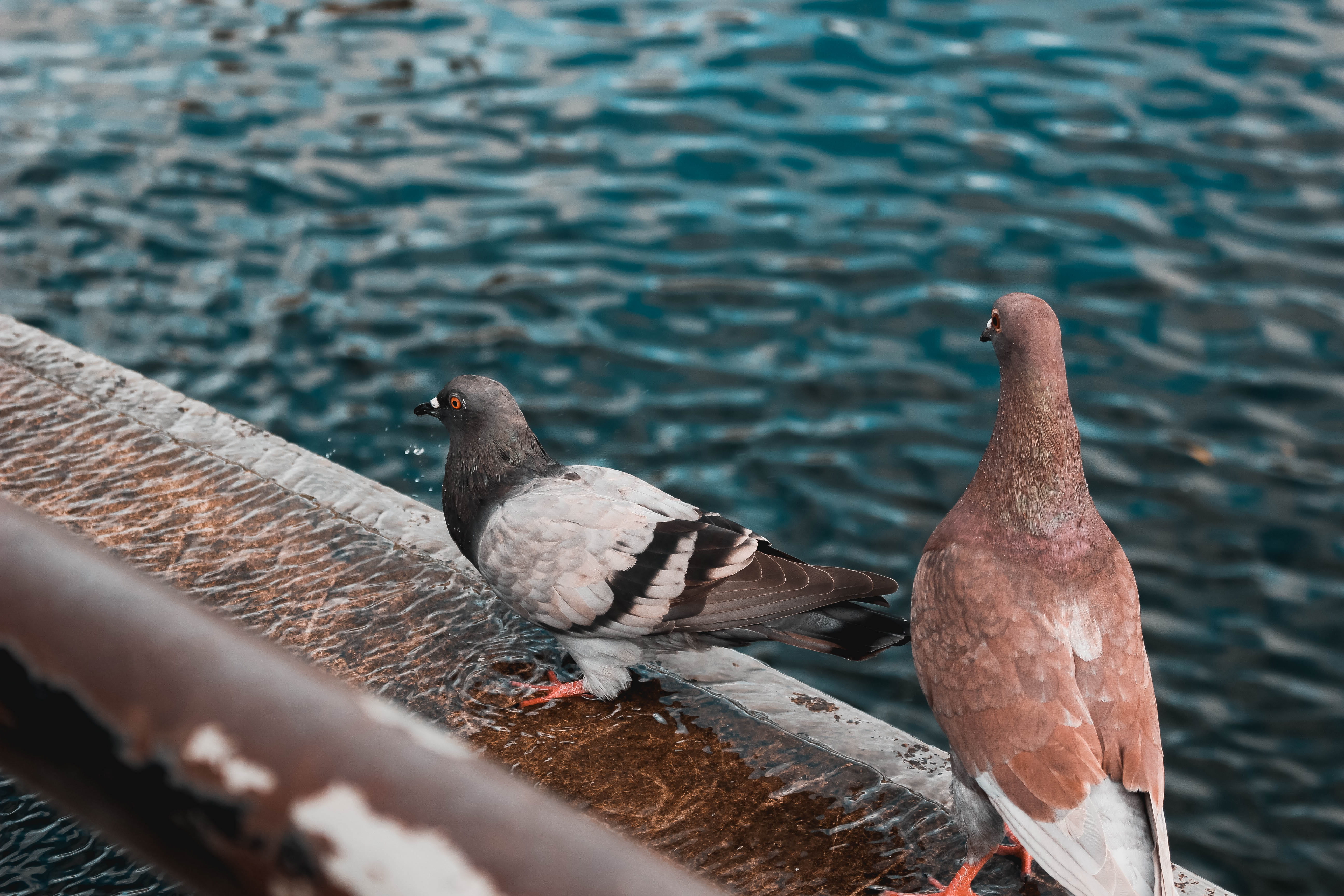 animal, gray, pigeons, turtle dove, rippled, brown, day, animal wildlife, thirst, two, perching, sea, bird, outdoors, no people, wood - material, group of animals, HD Wallpaper