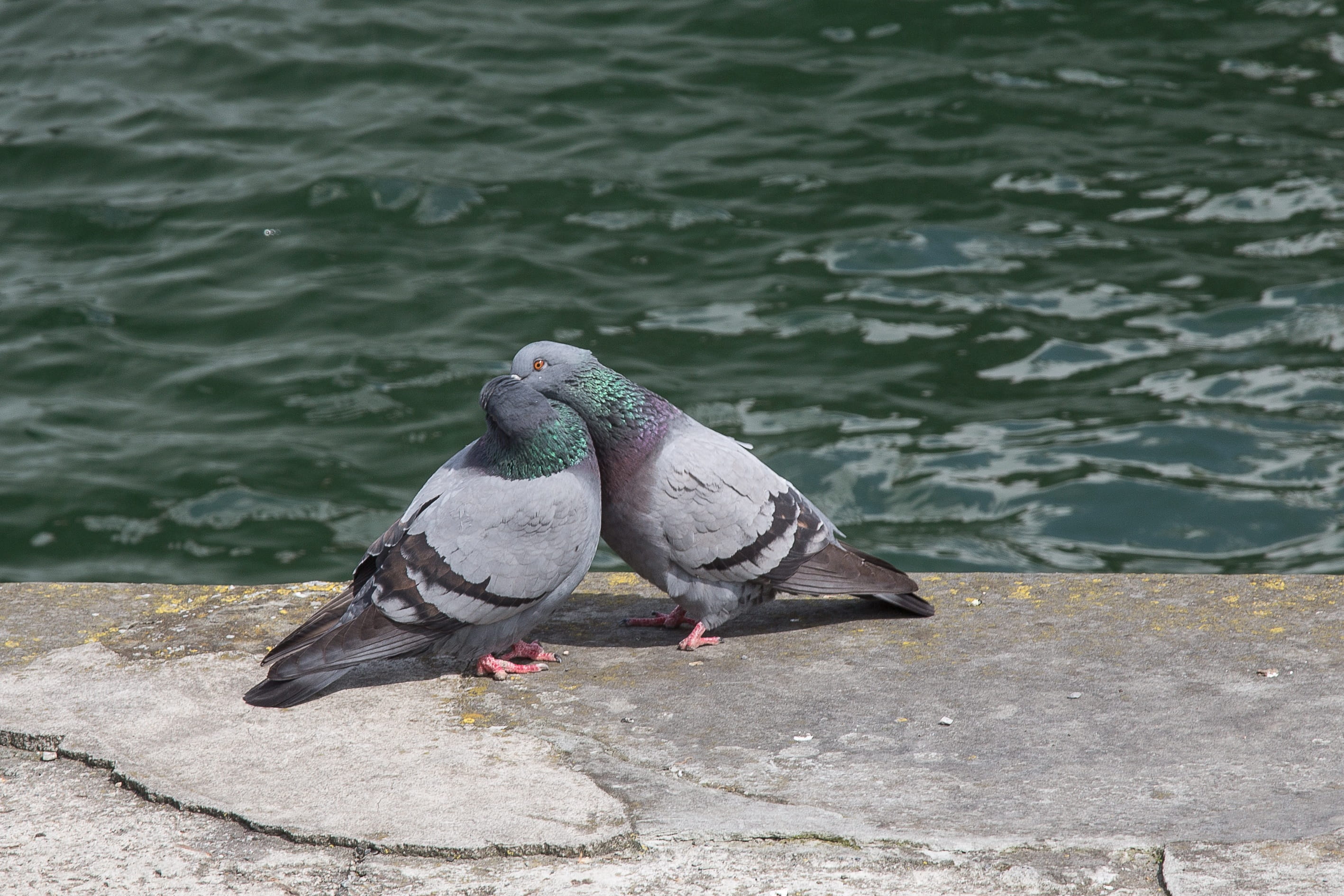 high angle view, animals in the wild, pigeon, smooch, outdoors, nature, lake, focus on foreground, bird, animal, day, perching, 2K, two animals, whisper sweet nothings, HD Wallpaper