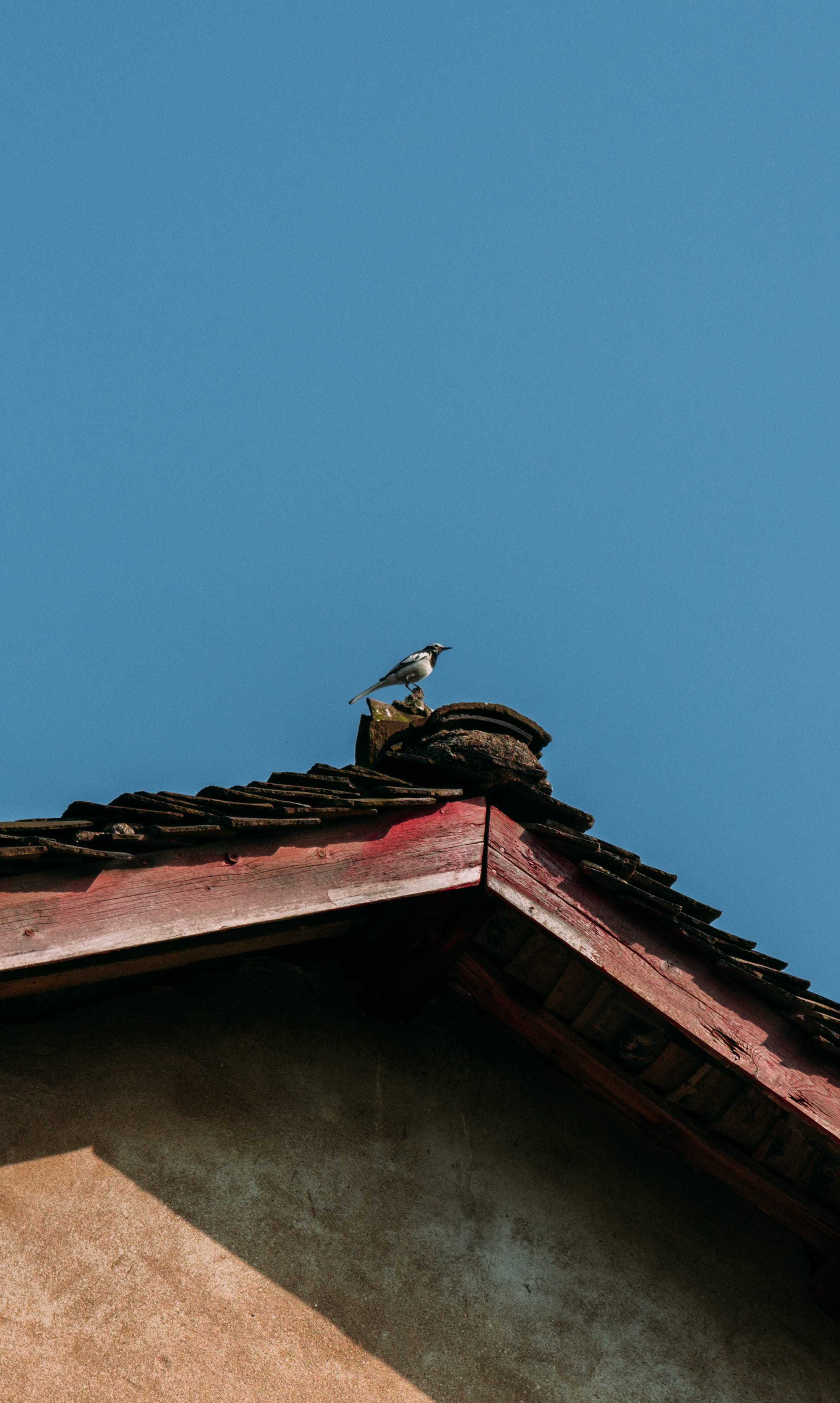 one animal, vulture, outdoors, pigeon, animal, 2K, animals in the wild, built structure, vertebrate, nature, reptile, stork, jay, tile roof, clear sky, Phone HD Wallpaper