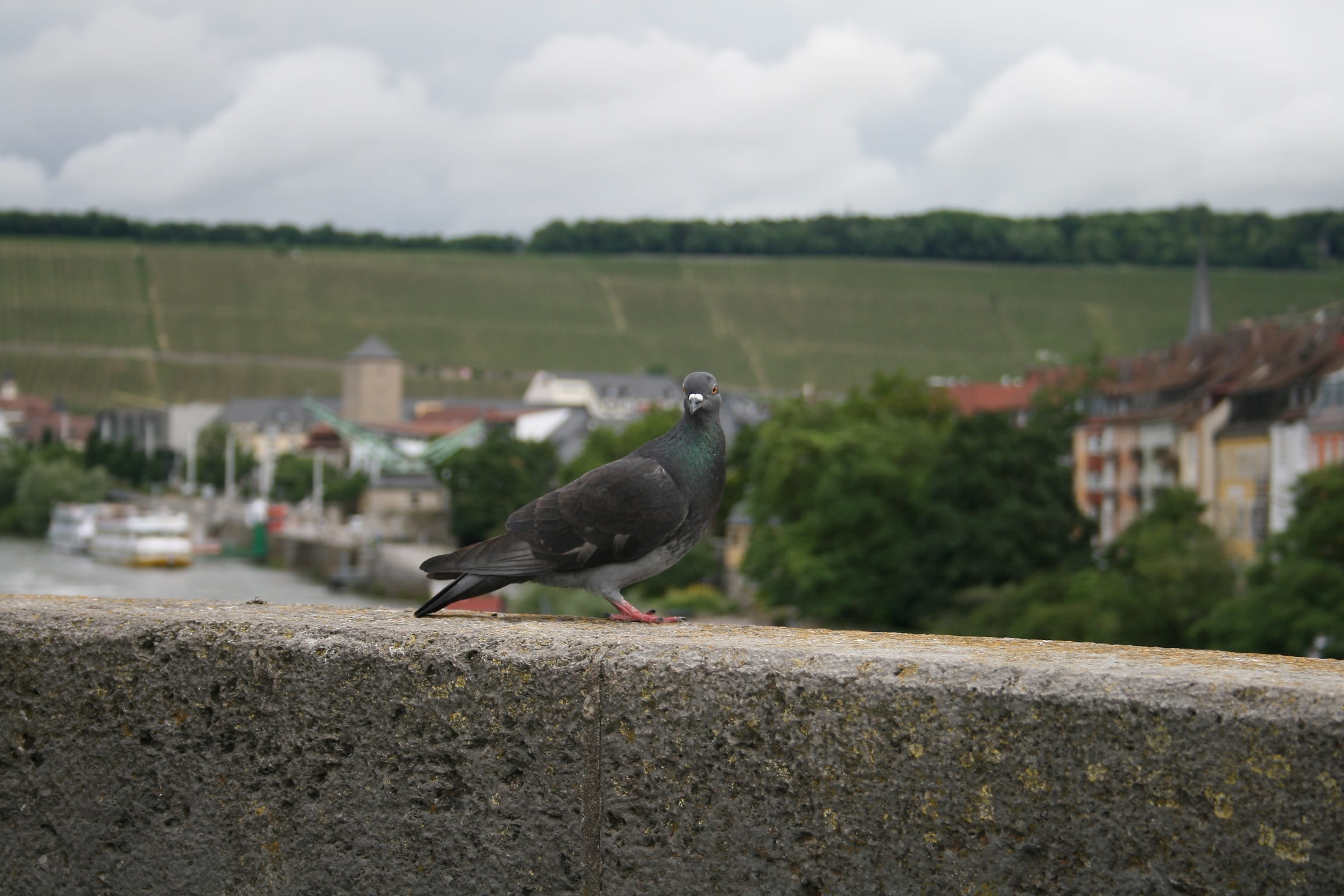 built structure, animal world, nature, fly, pigeon birds, sky, one animal, cloud - sky, animal themes, day, dove, focus on foreground, animal wildlife, HD Wallpaper