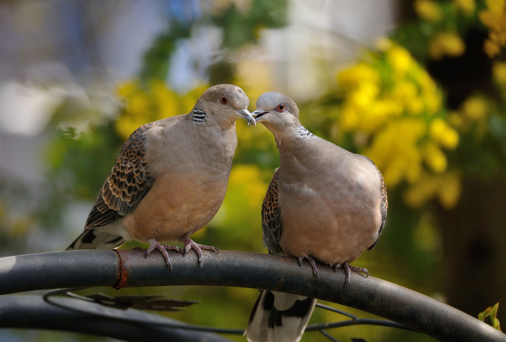 animal wildlife, animal themes, 1080P, day, focus on foreground, animal, outdoors, perching, tree, dove, bird, animals in the wild, vertebrate, group of animals, HD Wallpaper