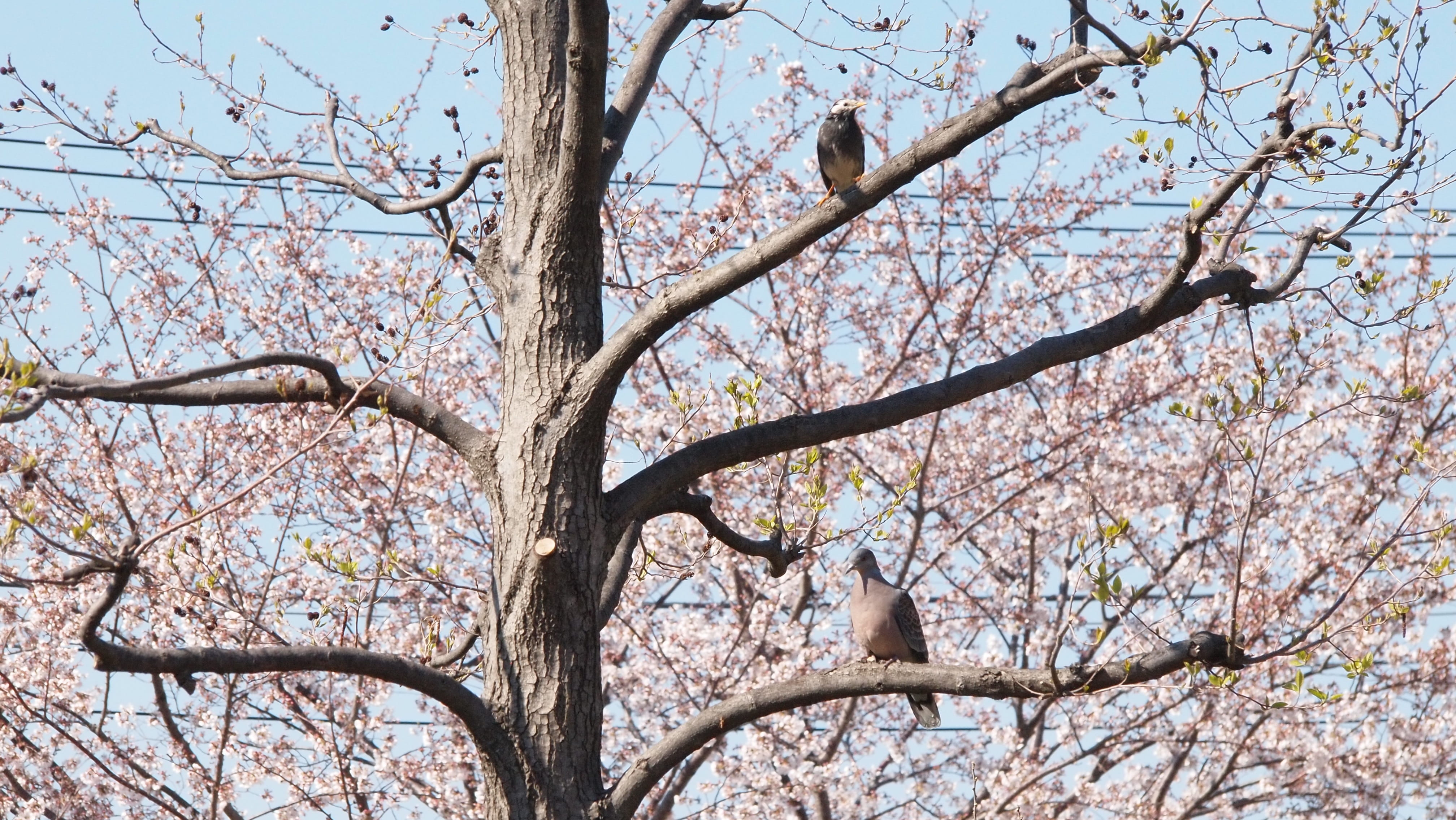 branch, sky, pink color, the turtle, freshness, day, clear sky, turtledove, sakura, nature, cherryblossom, tree, low angle view, pigeon, pigeons, no people, HD Wallpaper