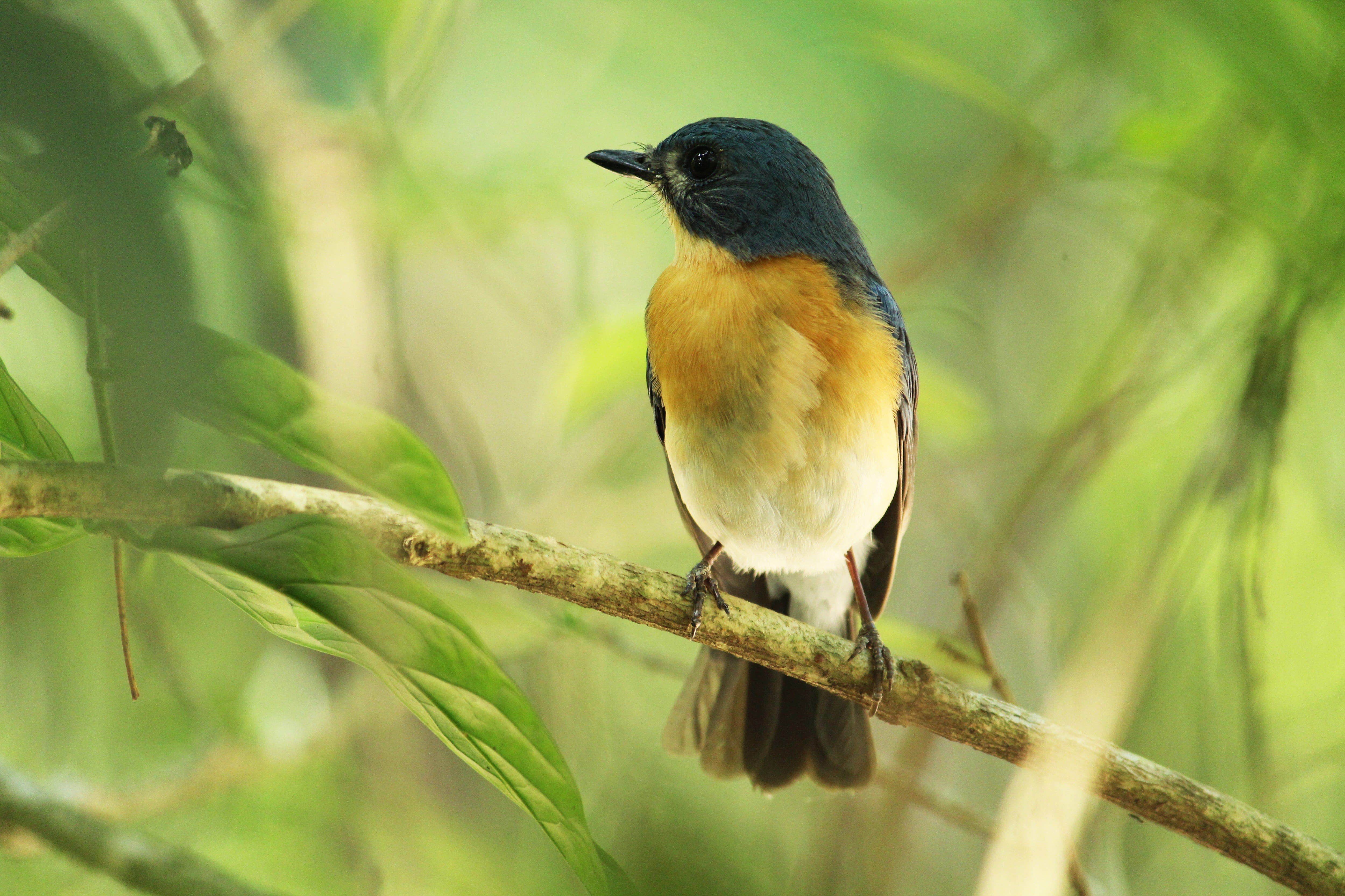 no people, rainforest, beauty in nature, vertebrate, color, feather, black, one animal, full length, environment, vibrant, tropical climate, wildlife, conservation, HD Wallpaper