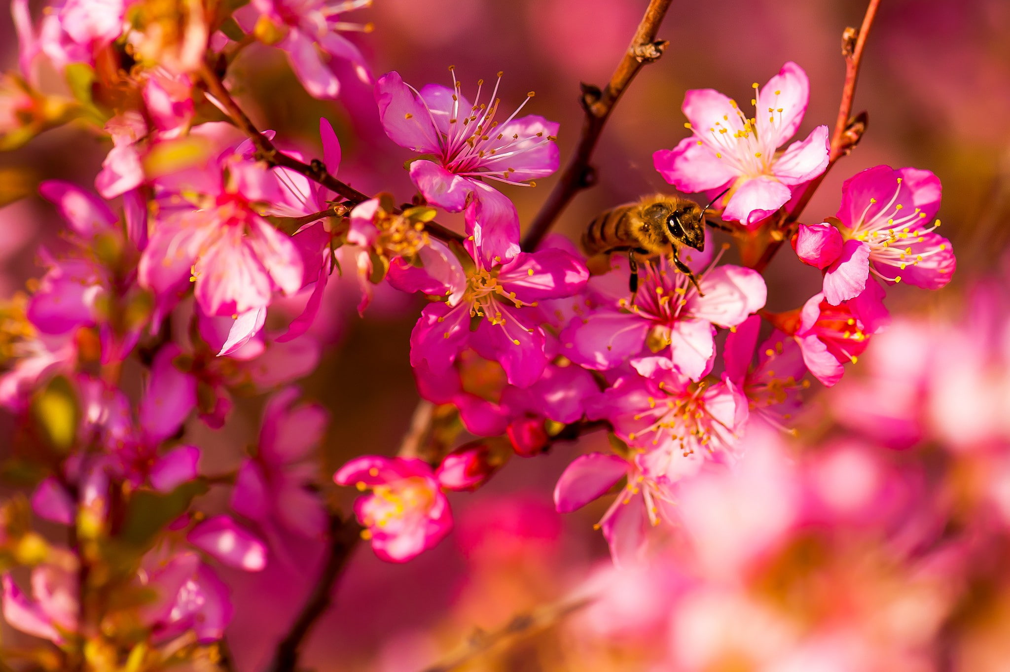 spring, white, garden, Macro, bee, 1080P, insect, red, flowes, petal, flowers, HD Wallpaper