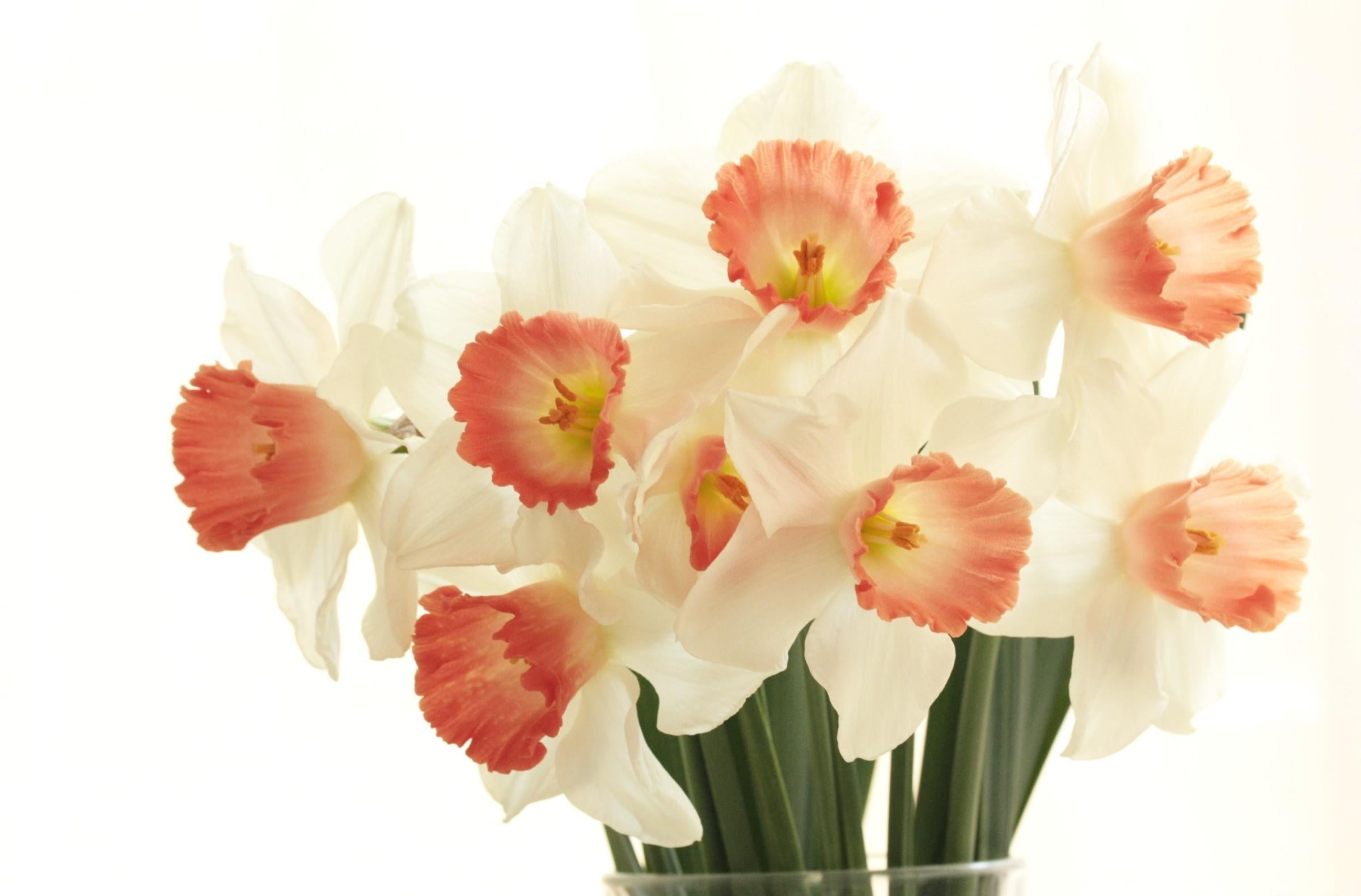 daffodils, white, gift, backgrounds, fragility, arrangement, studio shot, vulnerability, spring, freshness, flower, stem, beauty In Nature, flower arrangement, HD Wallpaper