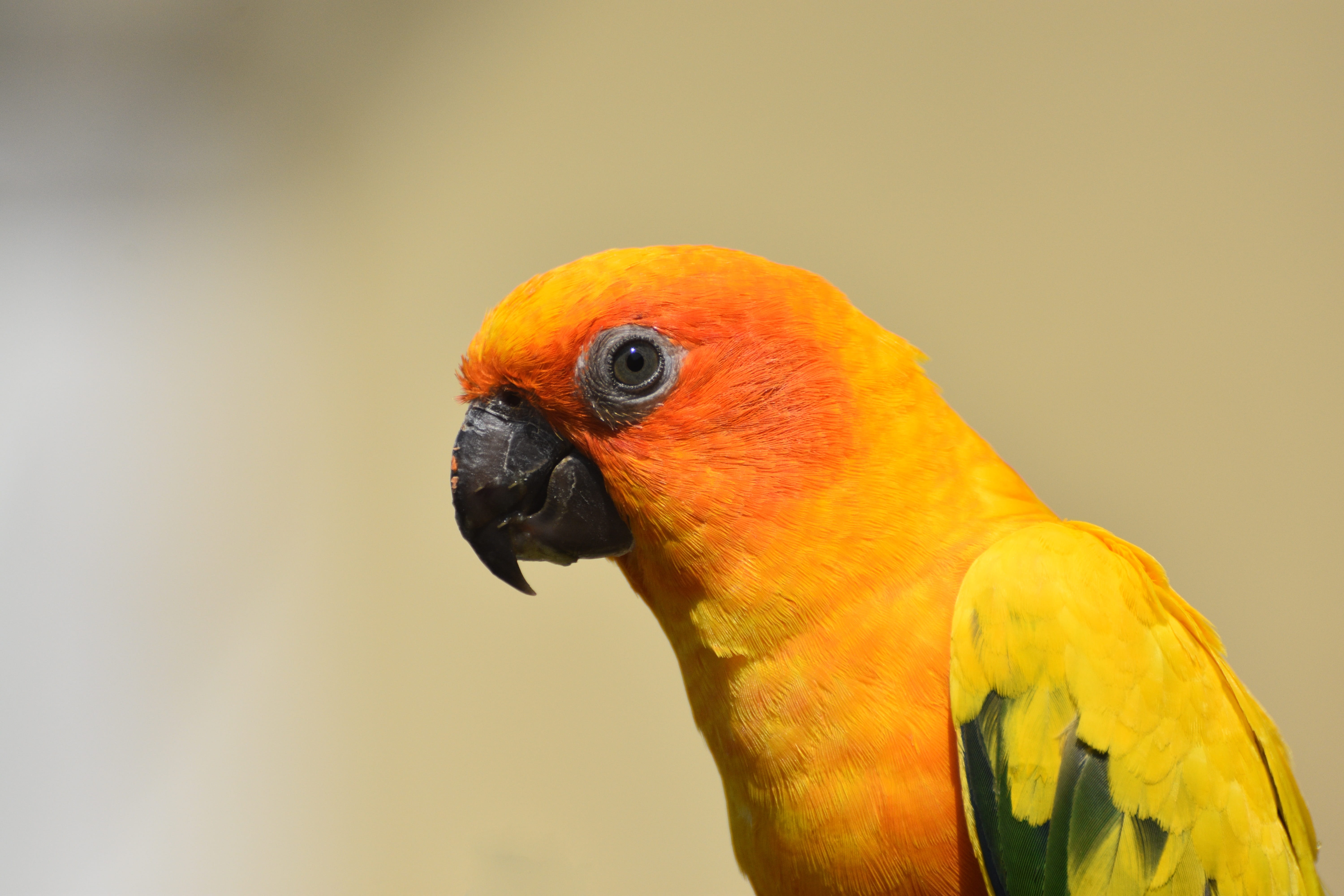 animals in the wild, wildlife, tropical, exotic, vertebrate, nature, studio shot, one animal, day, orange color, no people, bird, yellow, animal body part, HD Wallpaper