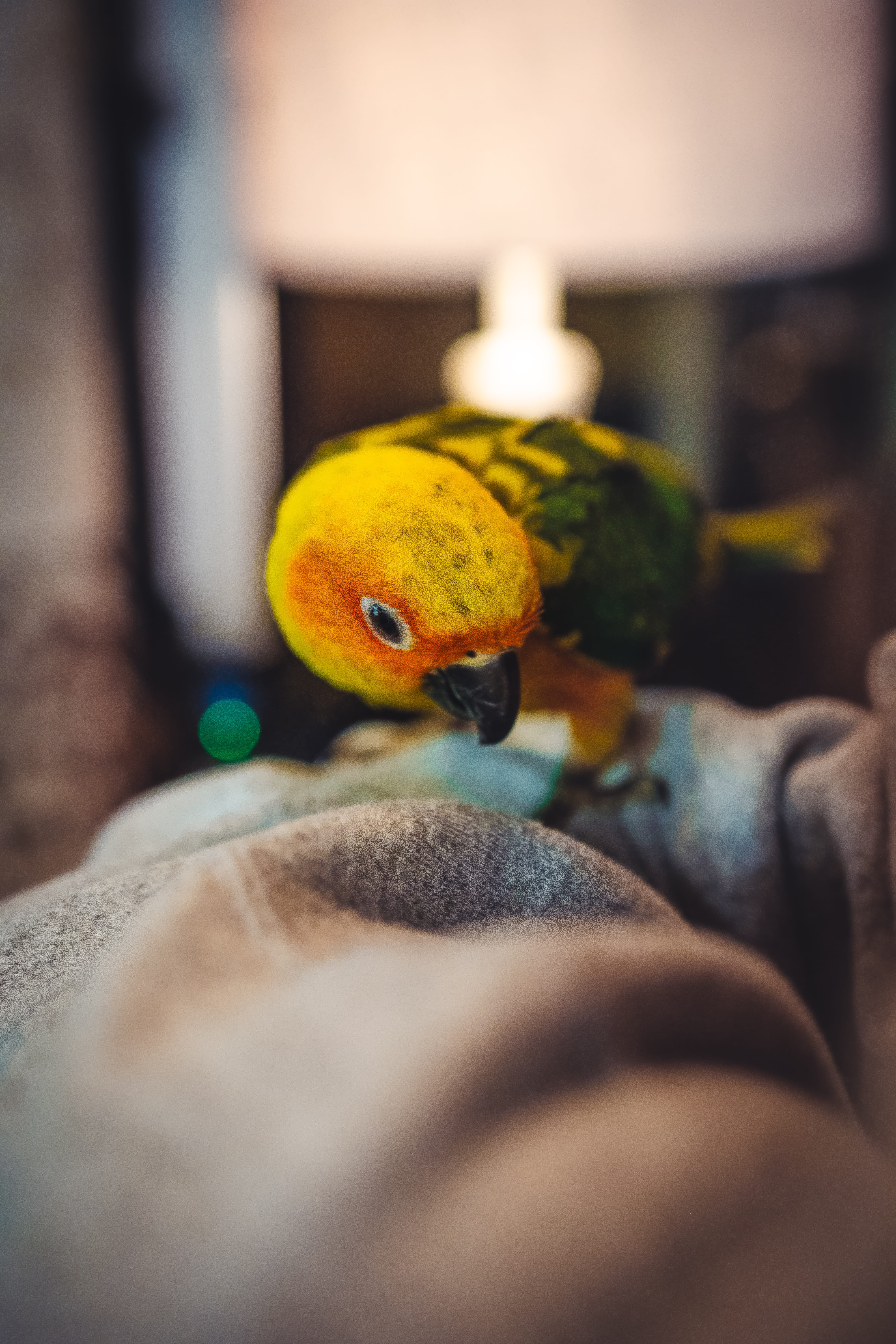 bird, human, stuffed toy, softness, beak, art and craft, one person, snake, parrot, parakeet, indoors, domestic animals, cute, holding, head, finger, 5K, Phone HD Wallpaper