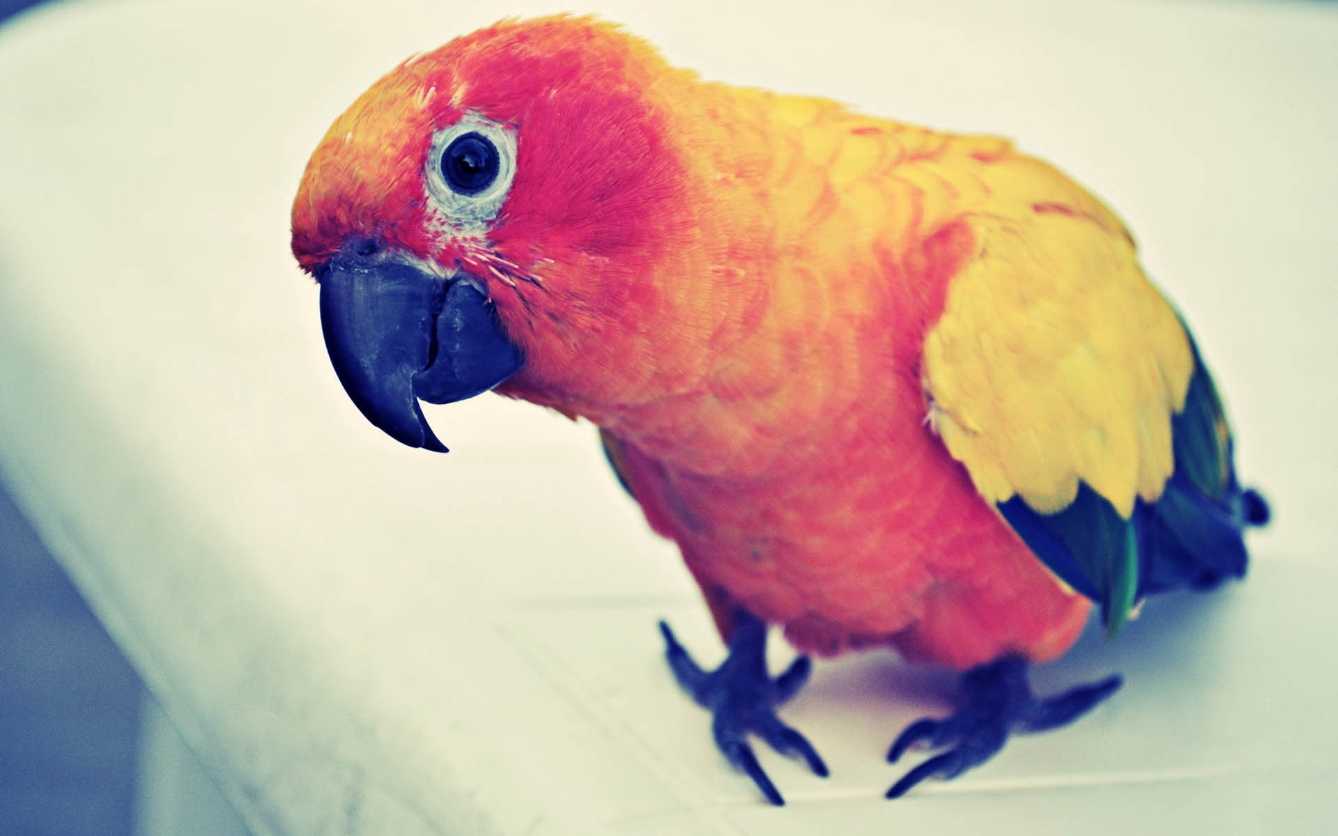 beauty In Nature, focus on foreground, animal themes, vertebrate, parakeet, bird, high angle view, yellow, profile view, sun, looking, animals In The Wild, HD Wallpaper