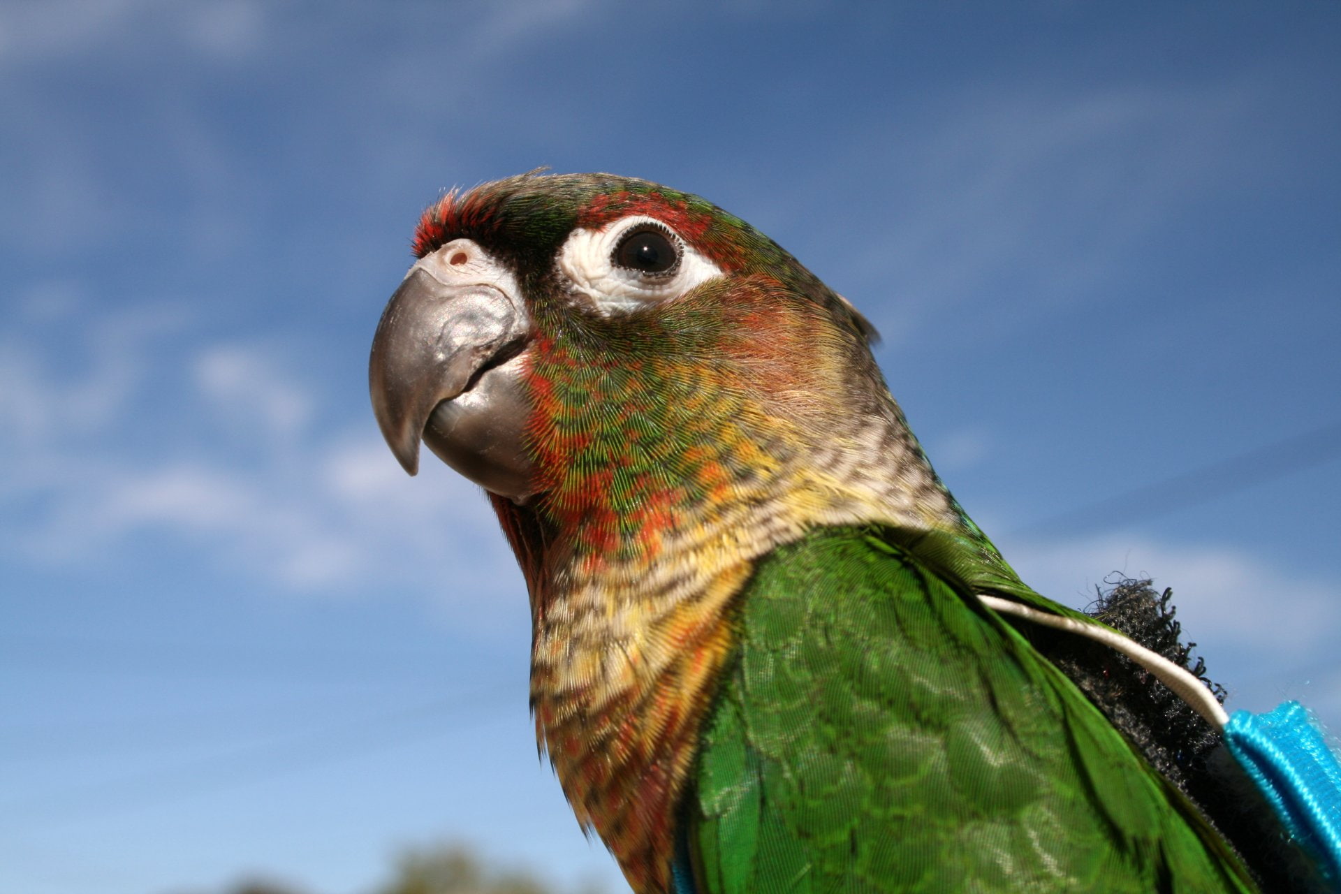 Bird, Birds, 1080P, Parrot, Conure, HD Wallpaper