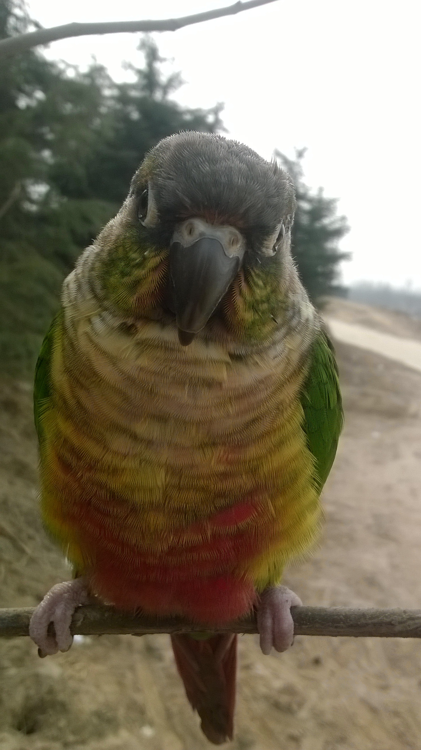 2K, looking at camera, bird, branch, vertebrate, one animal, nature, portrait, conure, animal wildlife, no people, perching, the wild, animals in the wild, Phone HD Wallpaper