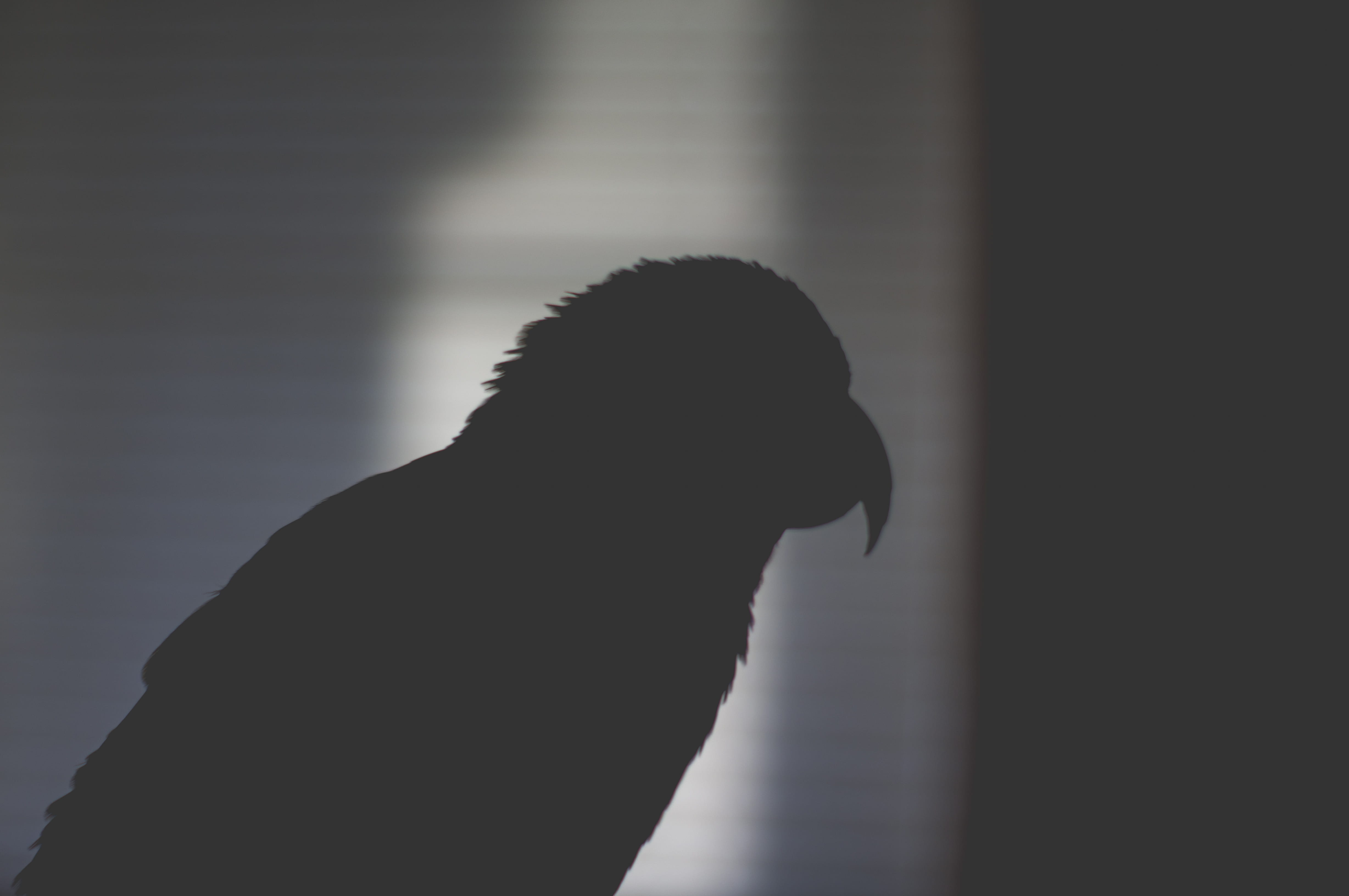 one person, dog, lifestyles, light, canine, black, profile view, silhouette, vertebrate, nanday, pet, one animal, side view, bird, dark, feather, pets, HD Wallpaper