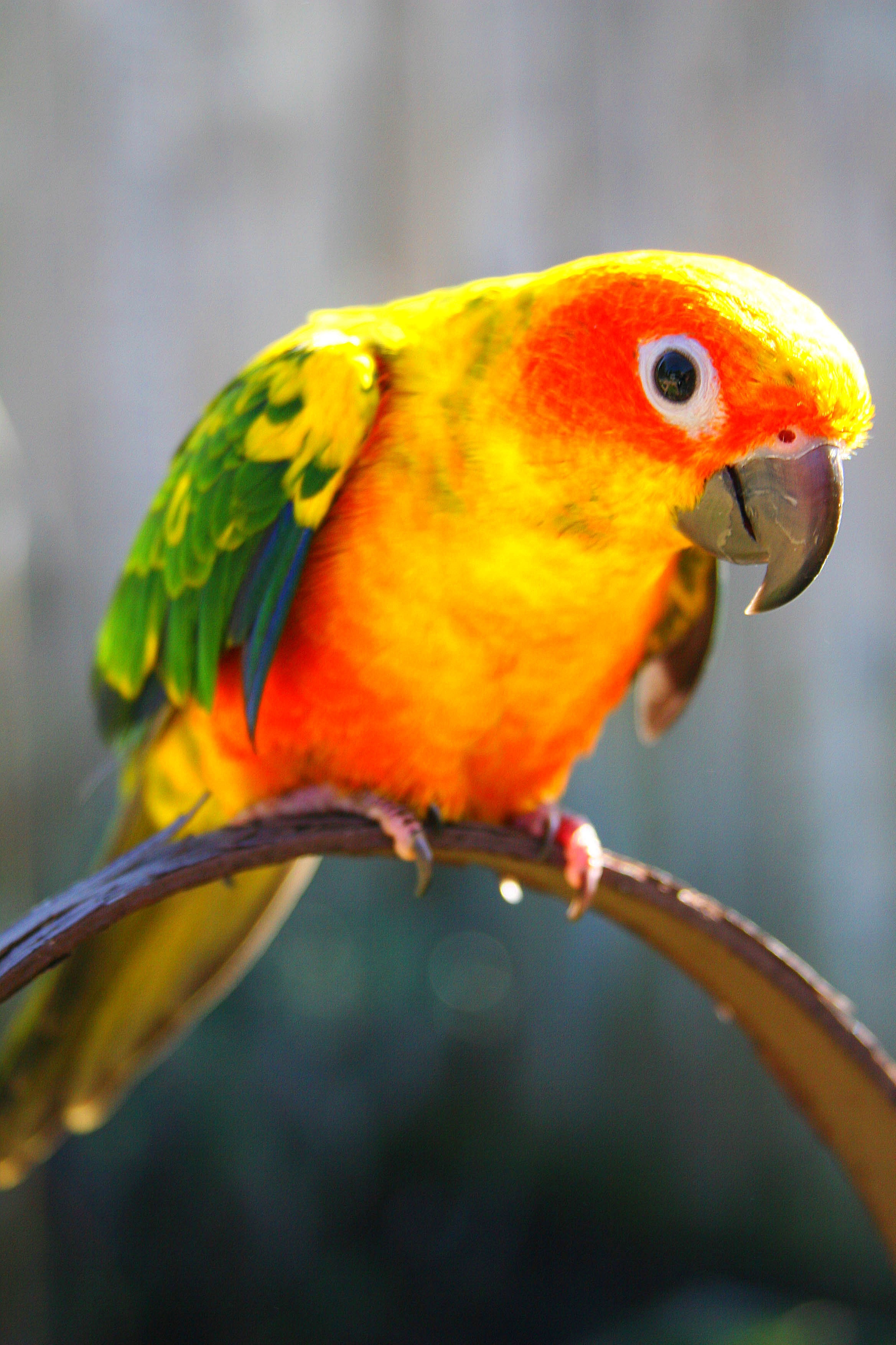 yellow, close-up, colors, parakeet, 2K, bird, animal, macaw, orange color, conure, pets, parrot, one animal, feather, shallow, exotic, pet, focus, rainbow lorikeet, Phone HD Wallpaper