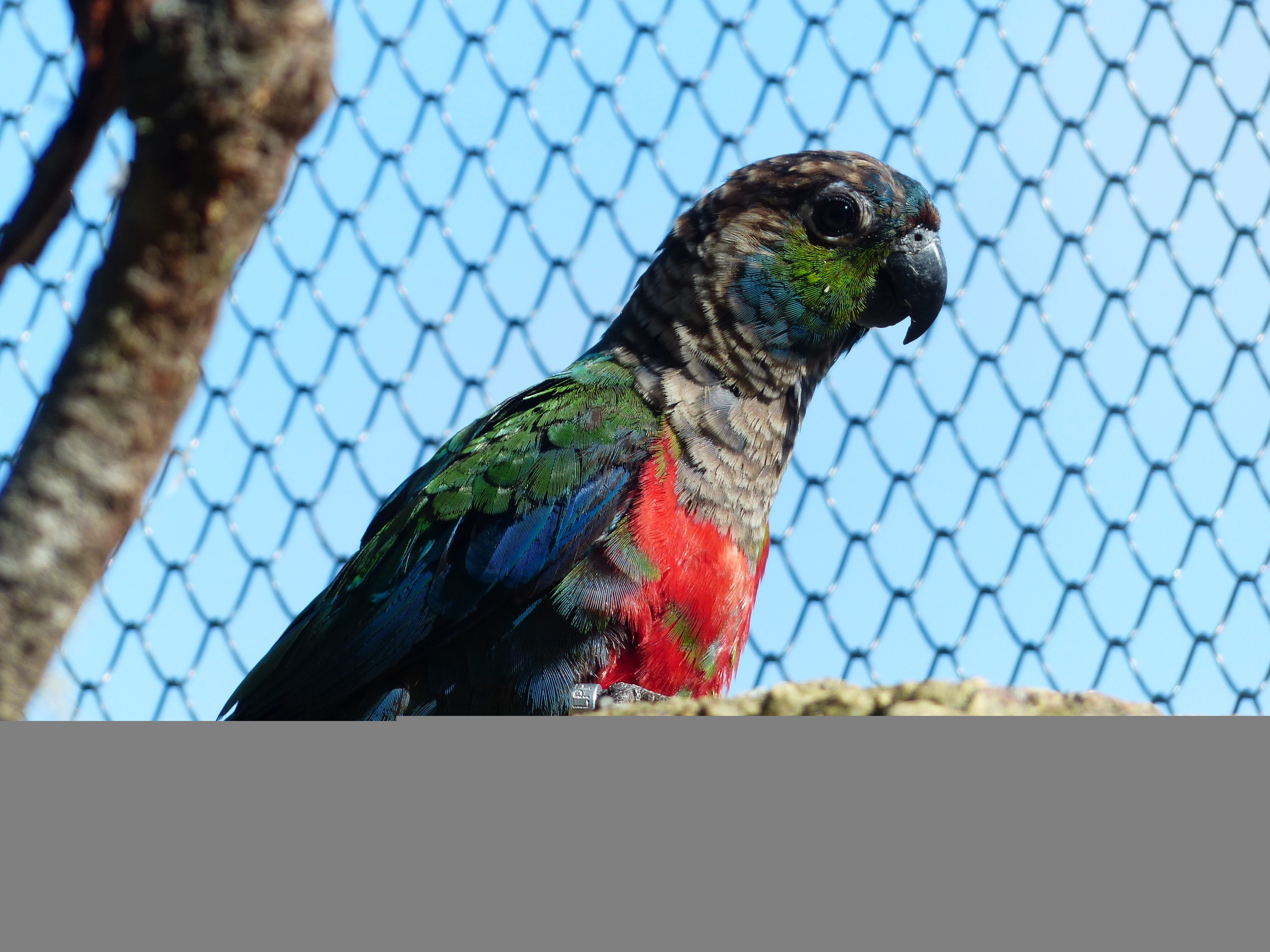 animal, perching, pattern, conure, nature, red, rotbauchsittich, animal themes, cage, parakeet, colorful, multi colored, focus on foreground, parrot, psittacidae, HD Wallpaper