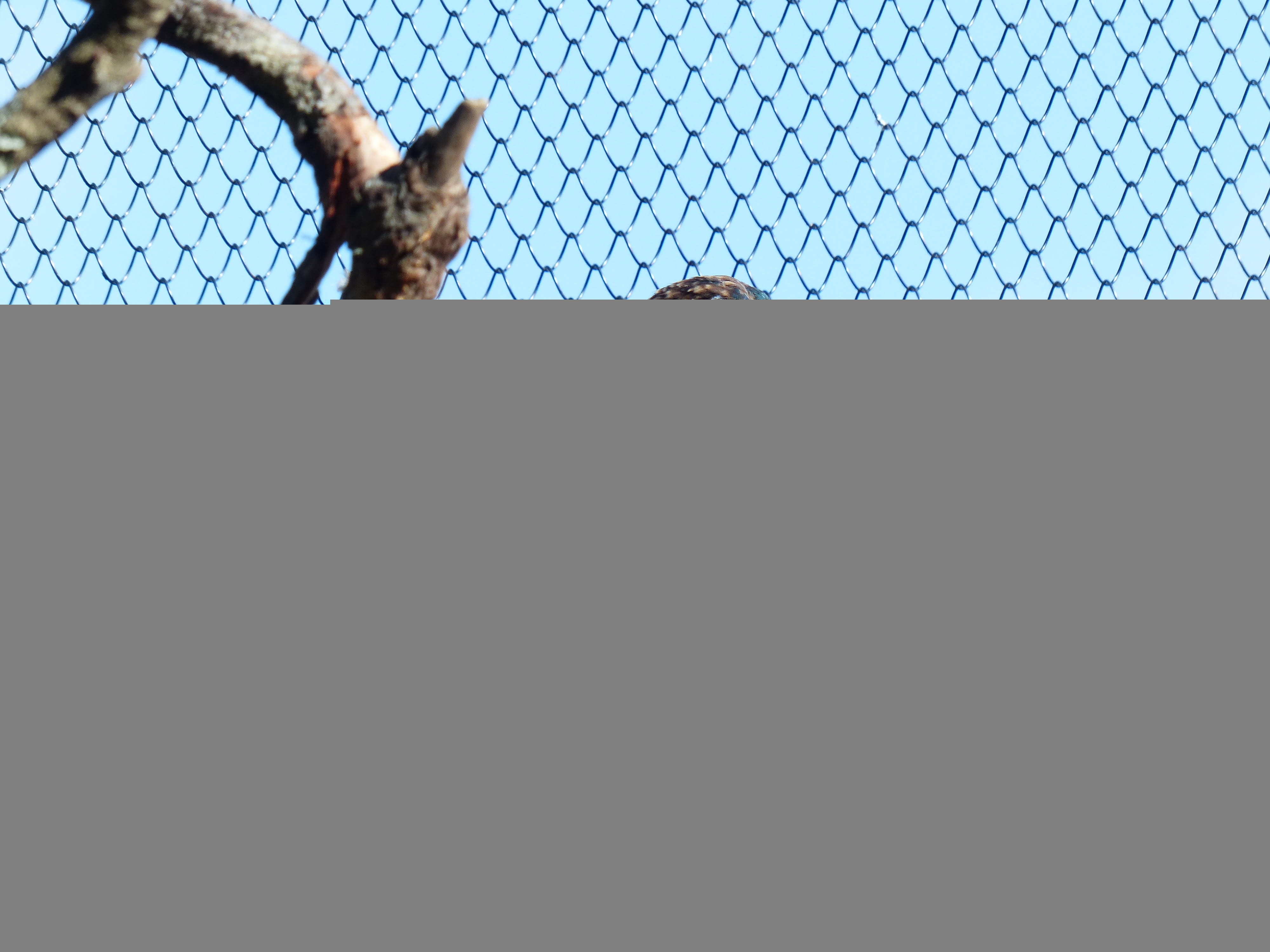pyrrhura, pyrrhura perlata, safety, animal head, 4K, barrier, no people, parrot, chainlink fence, vertebrate, psittacidae, exclusion, parakeet, species, HD Wallpaper