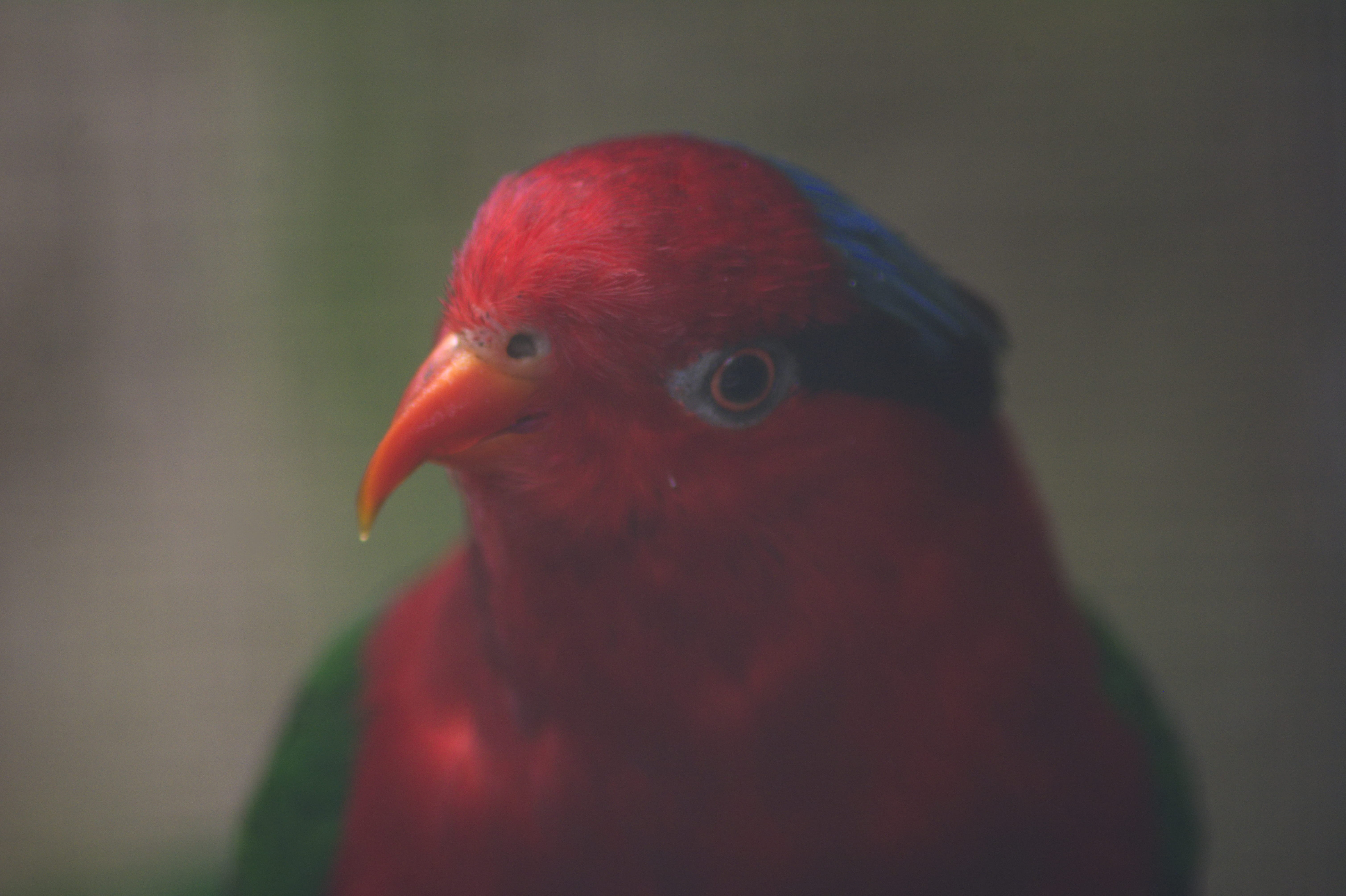 animal, outdoors, domestic, beak, pets, animal head, animals in the wild, zoo, detail, one animal, animal wildlife, bird, animal themes, close up, HD Wallpaper