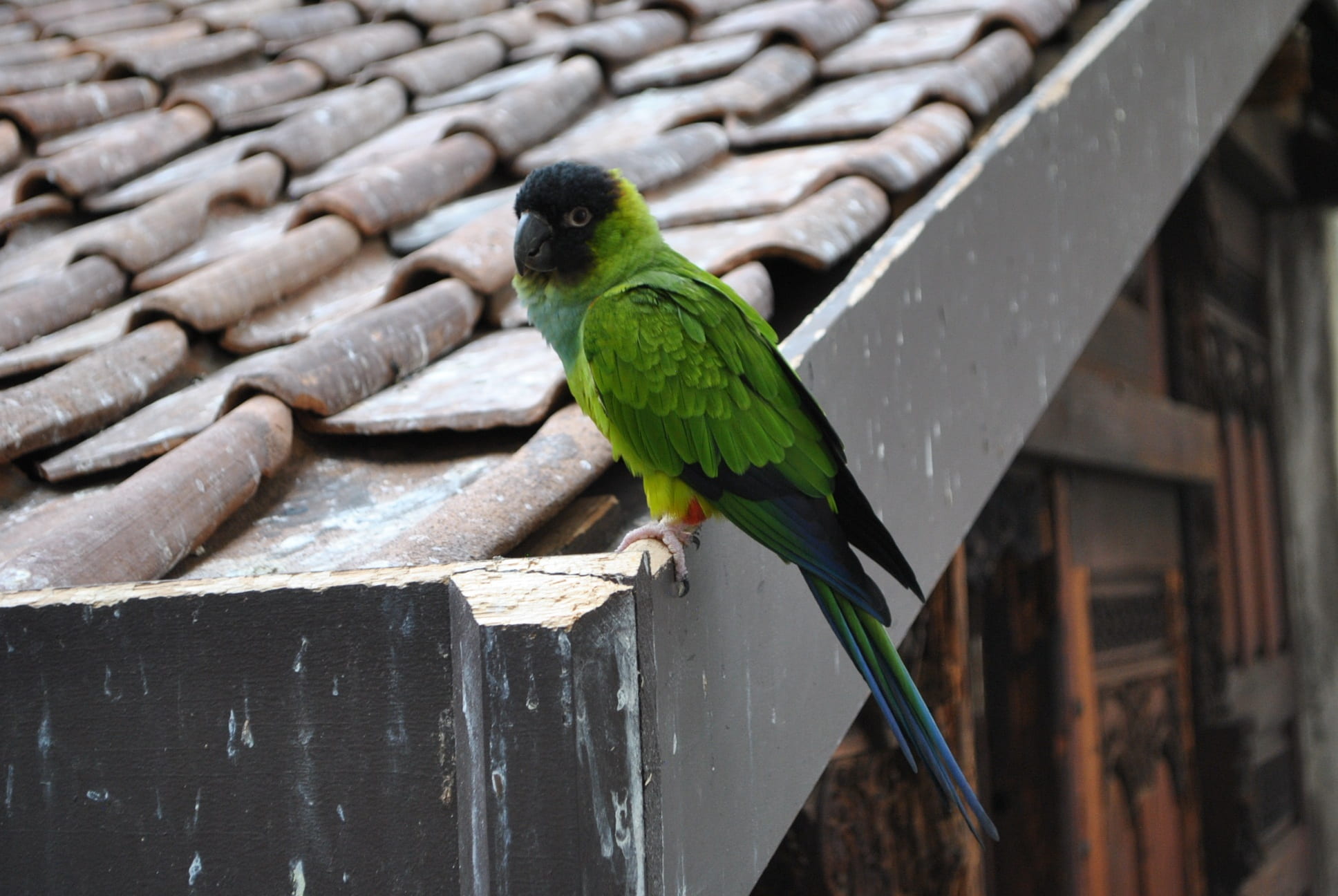 green, perching, zoo, animal wildlife, 1080P, parrot, building exterior, animal themes, wood - material, nanday conure, close-up, focus on foreground, HD Wallpaper