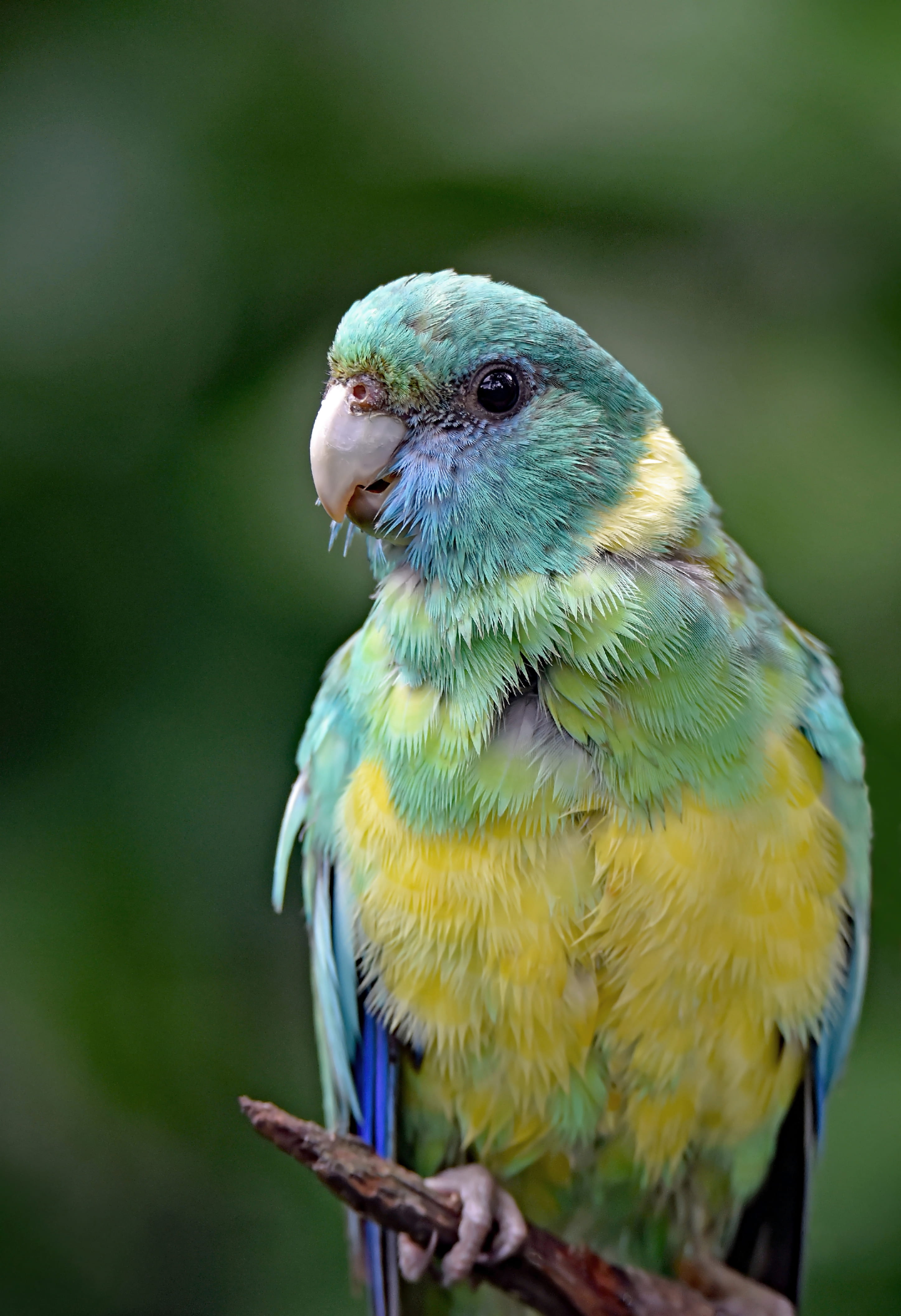 beak, bird, perched, nature, outdoors, yellow, close-up, day, parakeet, perching, animals in the wild, one animal, vertebrate, branch, green color, full length, Phone HD Wallpaper