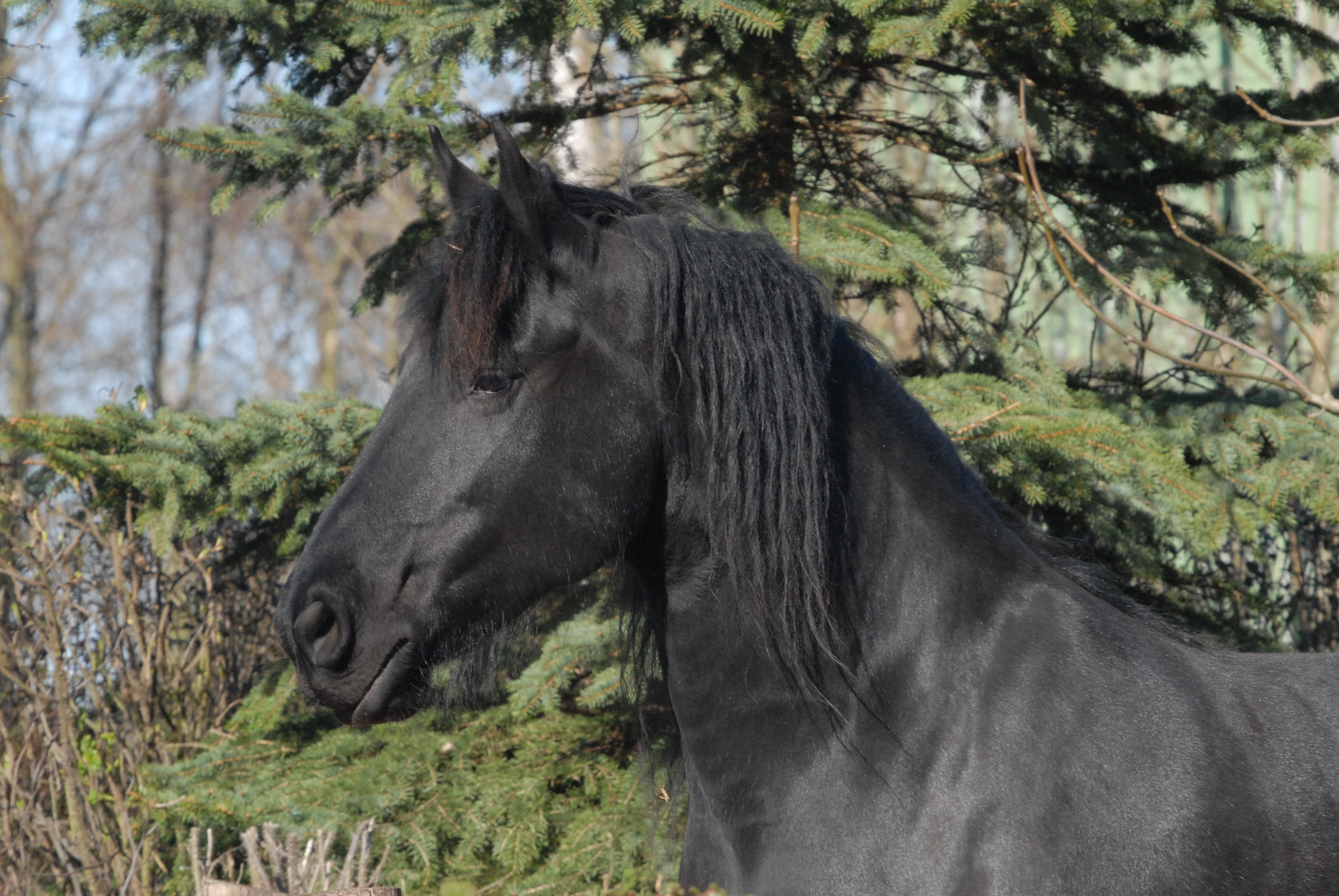 domestic, animal wildlife, herbivorous, mane, horse eye, stallion, animal head, plant, friese, vertebrate, domestic animals, pets, mare, one animal, animal themes, HD Wallpaper