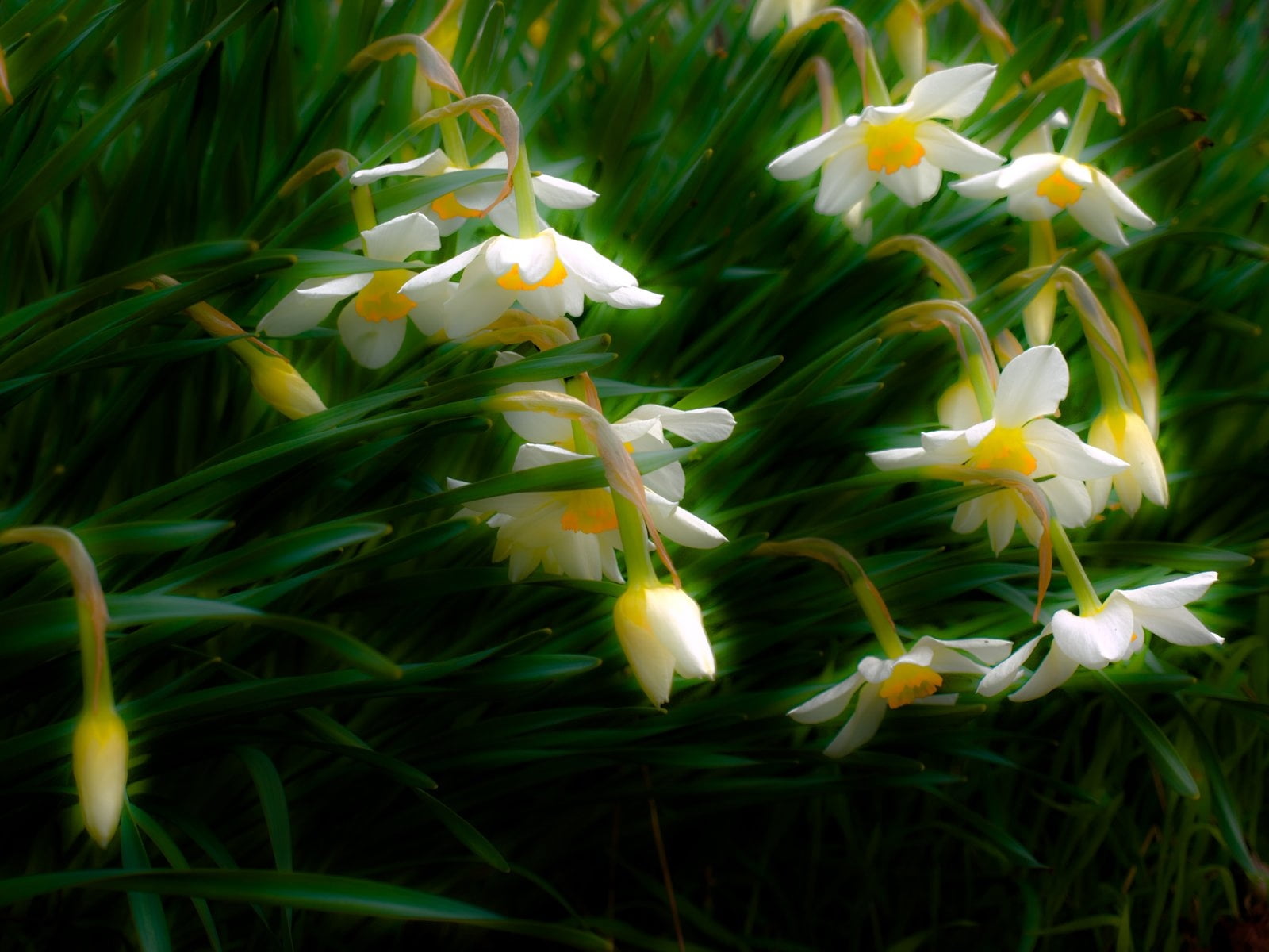 green Color, spring, growth, plant, yellow, petaled, outdoors, backgrounds, vulnerability, close-up, fragility, flower Head, multi Colored, no people, springtime, HD Wallpaper