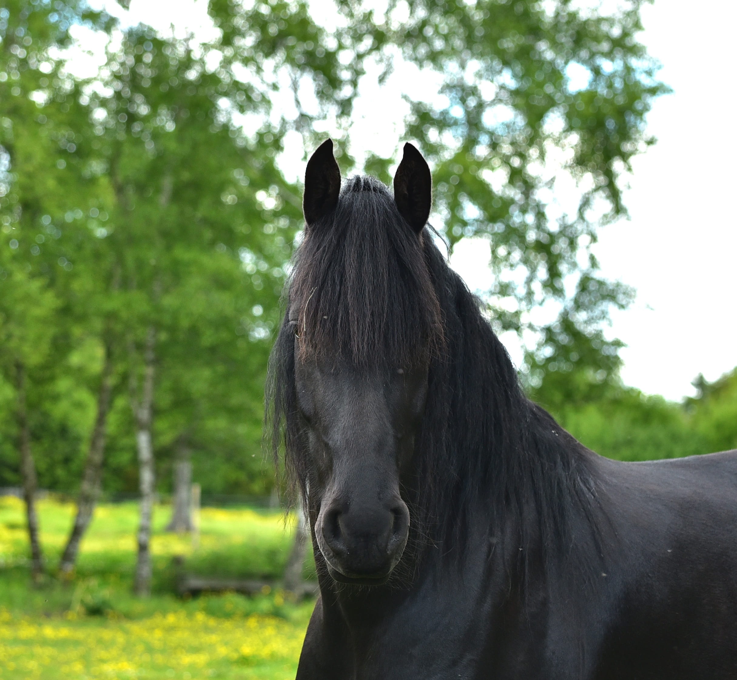 nostrils, pets, outdoors, animal, 1080P, black, mammal, domestic, herbivorous, animal head, eyes, animal themes, no people, horse, field, rap, camera, HD Wallpaper